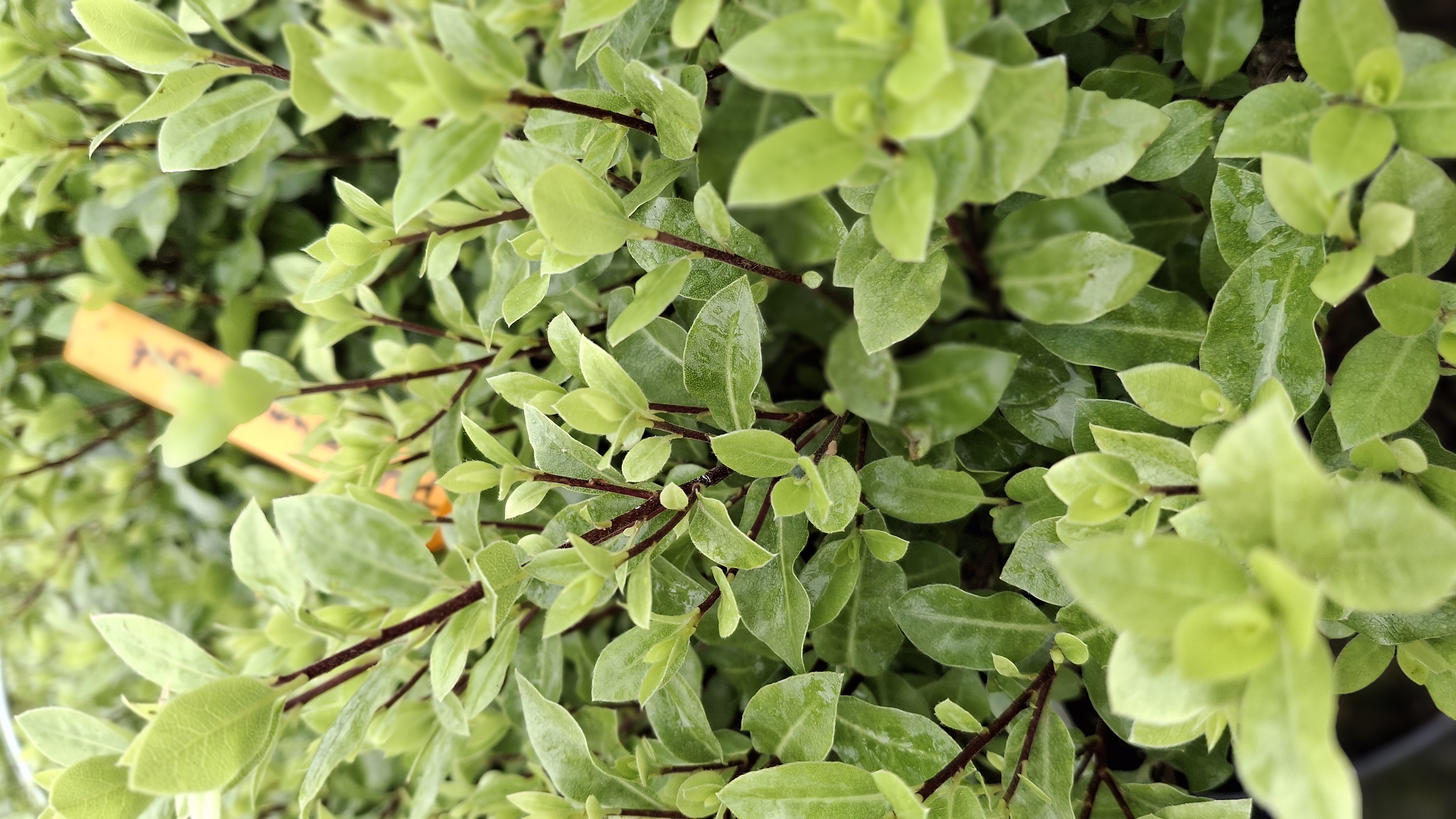 Pittosporum midget en pot de 5 litres