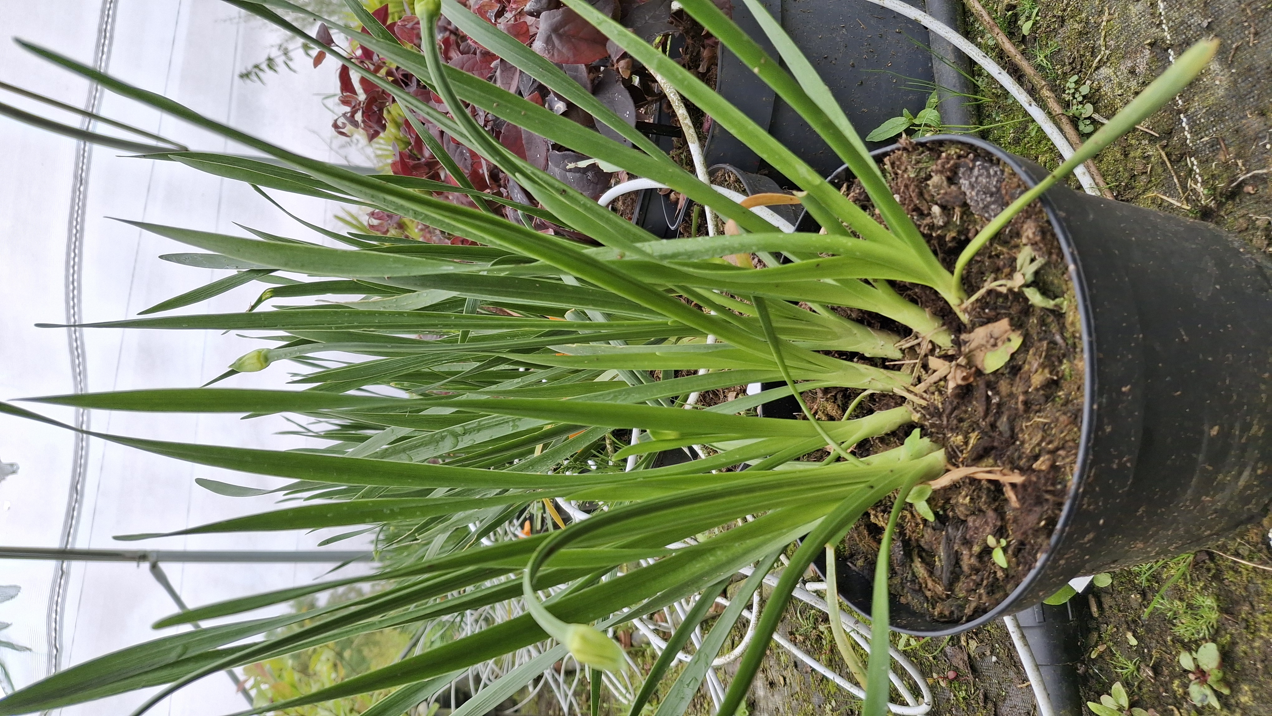 Allium millenium en pot de 3 litres