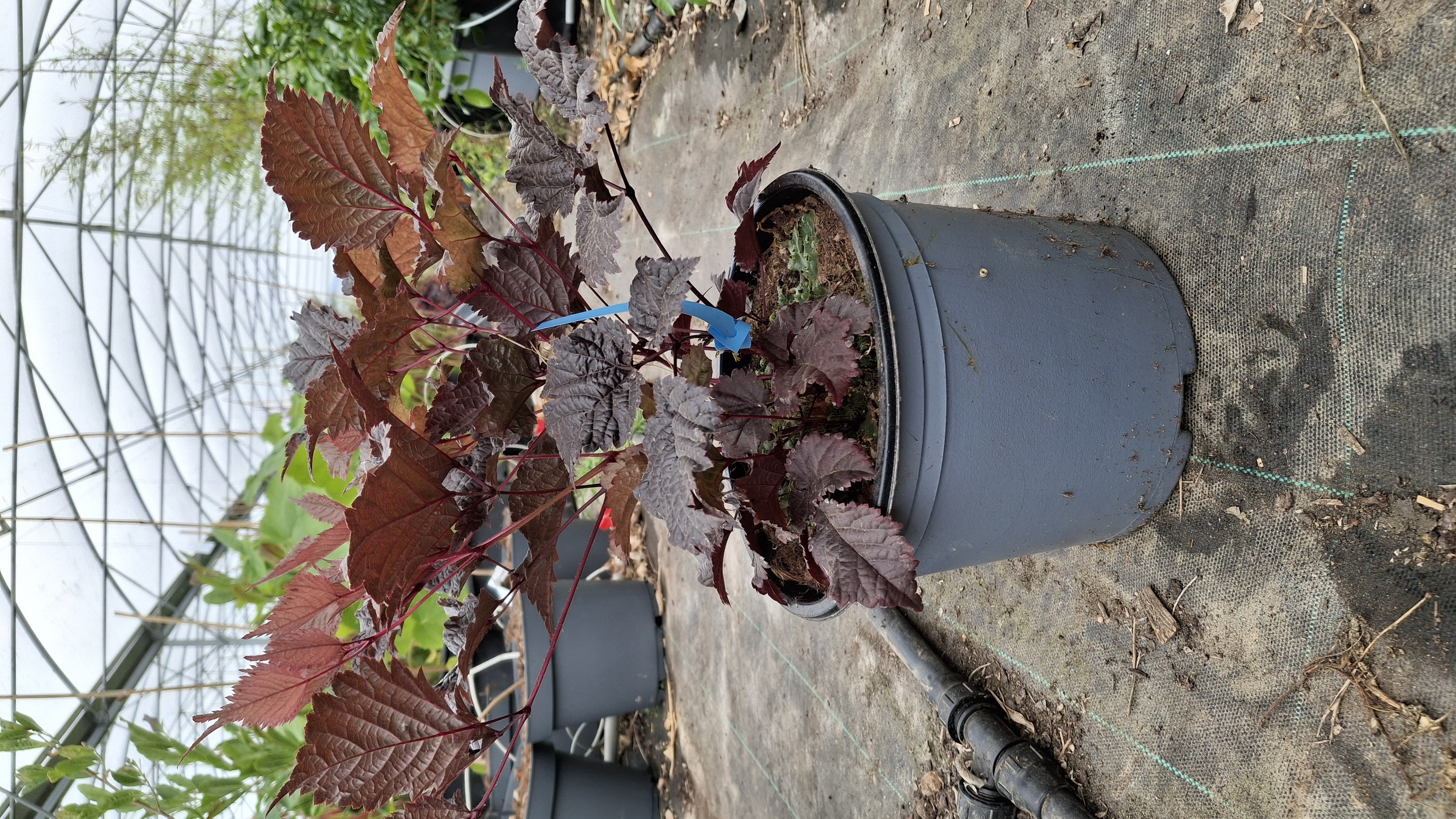Astilbe chocolate shogun en pot de 5 litres