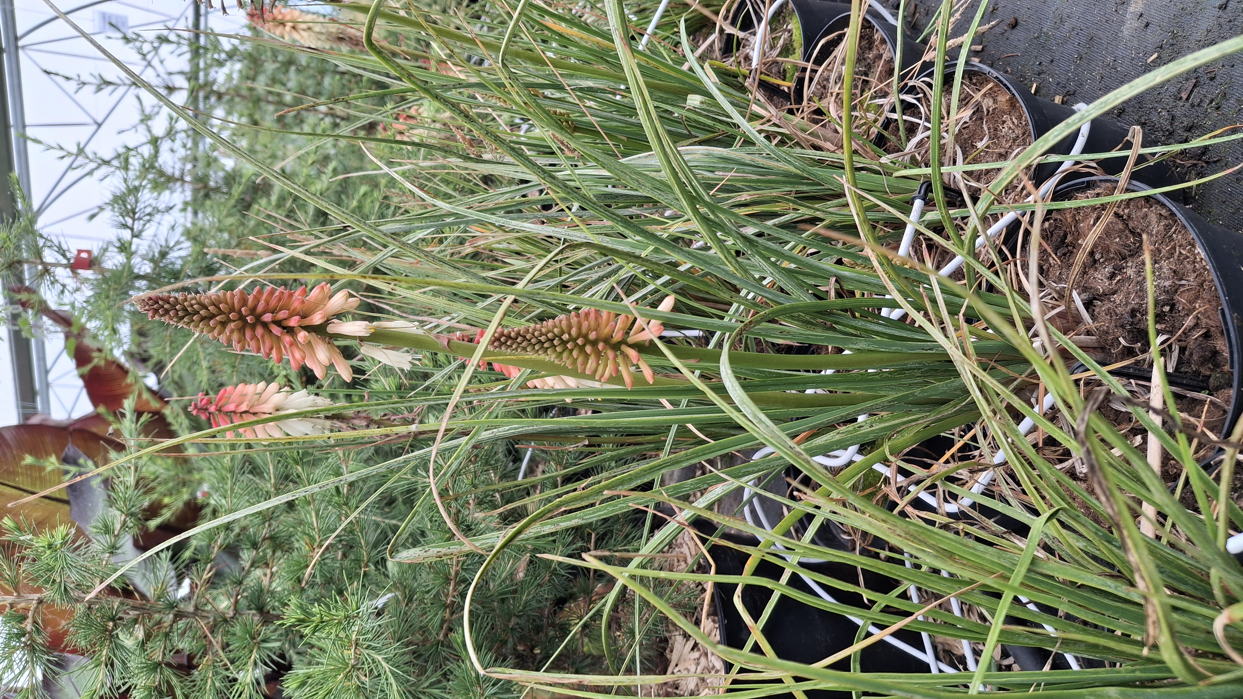Kniphofia orange vanilla popsicle 