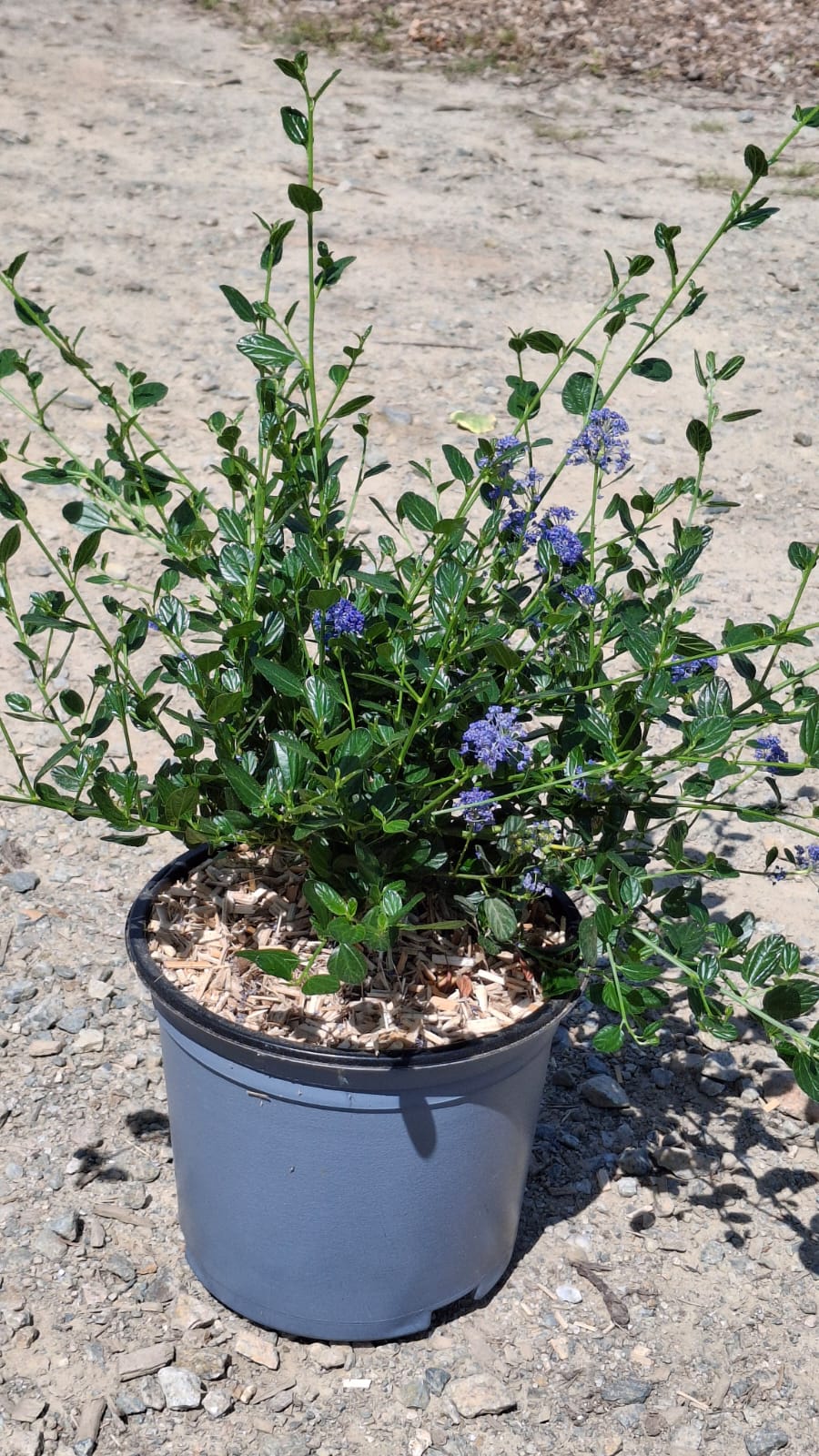 Ceanothe Victoria en pot de 5 litres