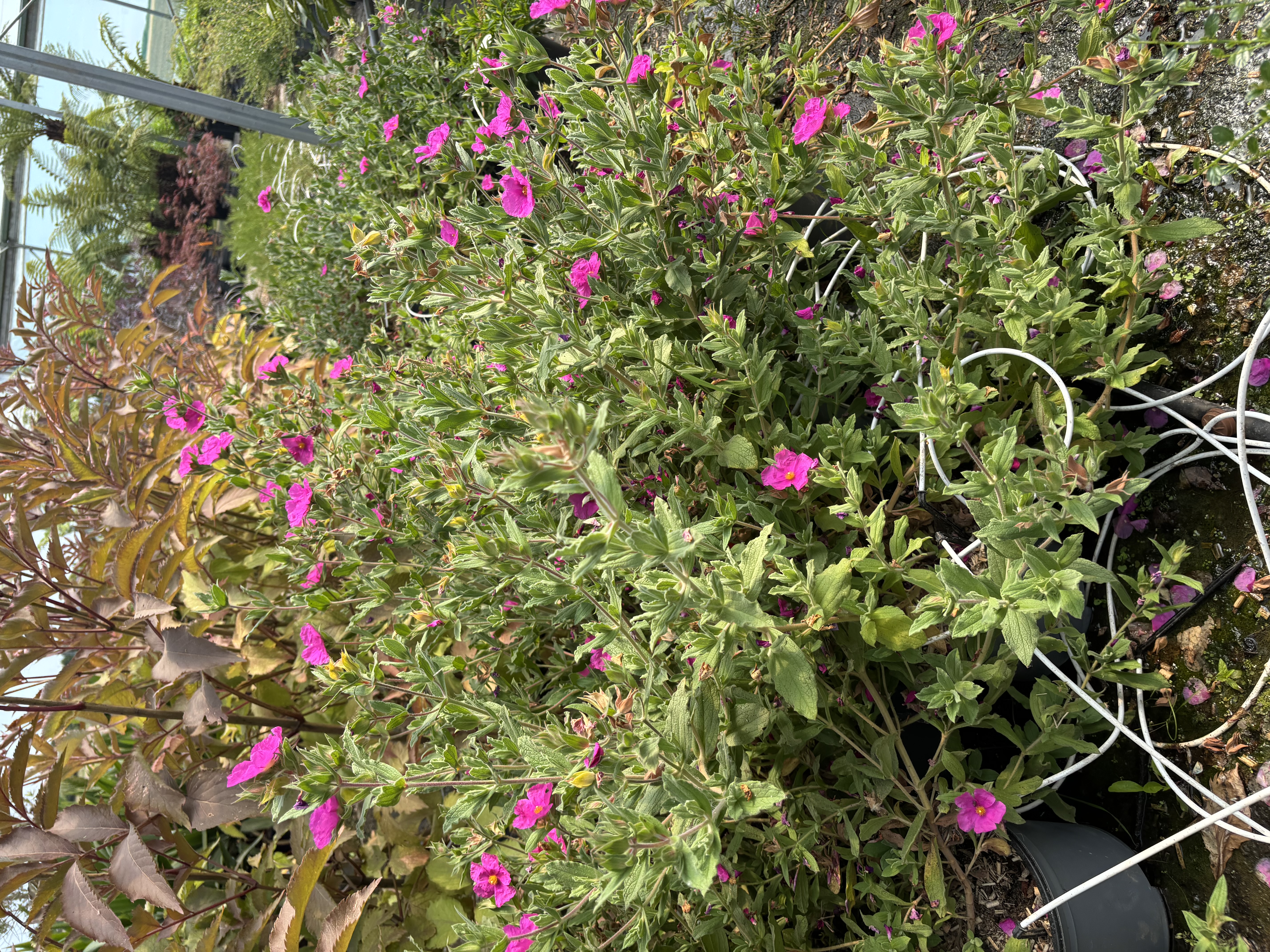 Cistus pulverulentus sunset en pot de 5 litres