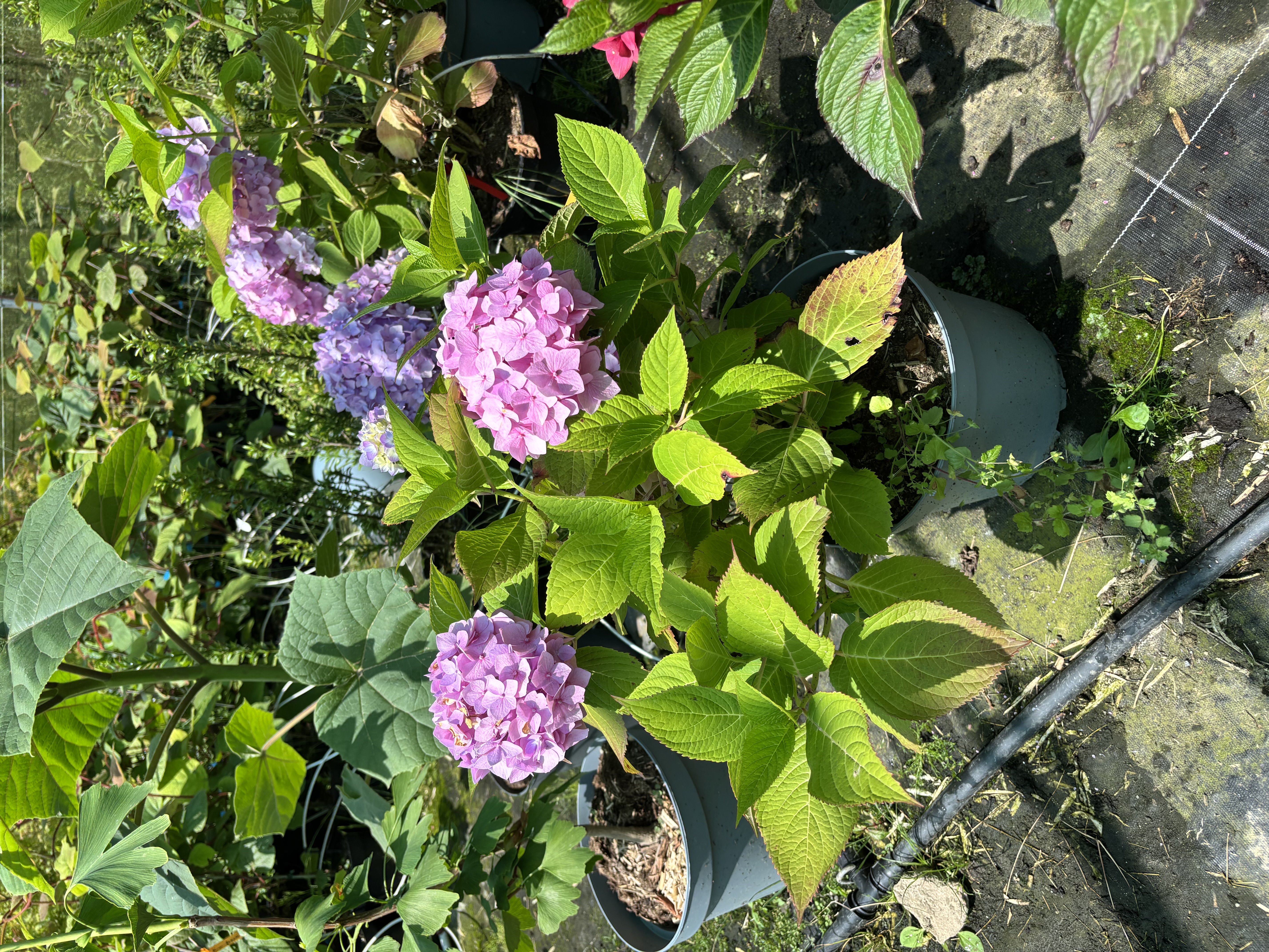 Hydrangea macrophylla Bailmer en pot de 7,5 litres