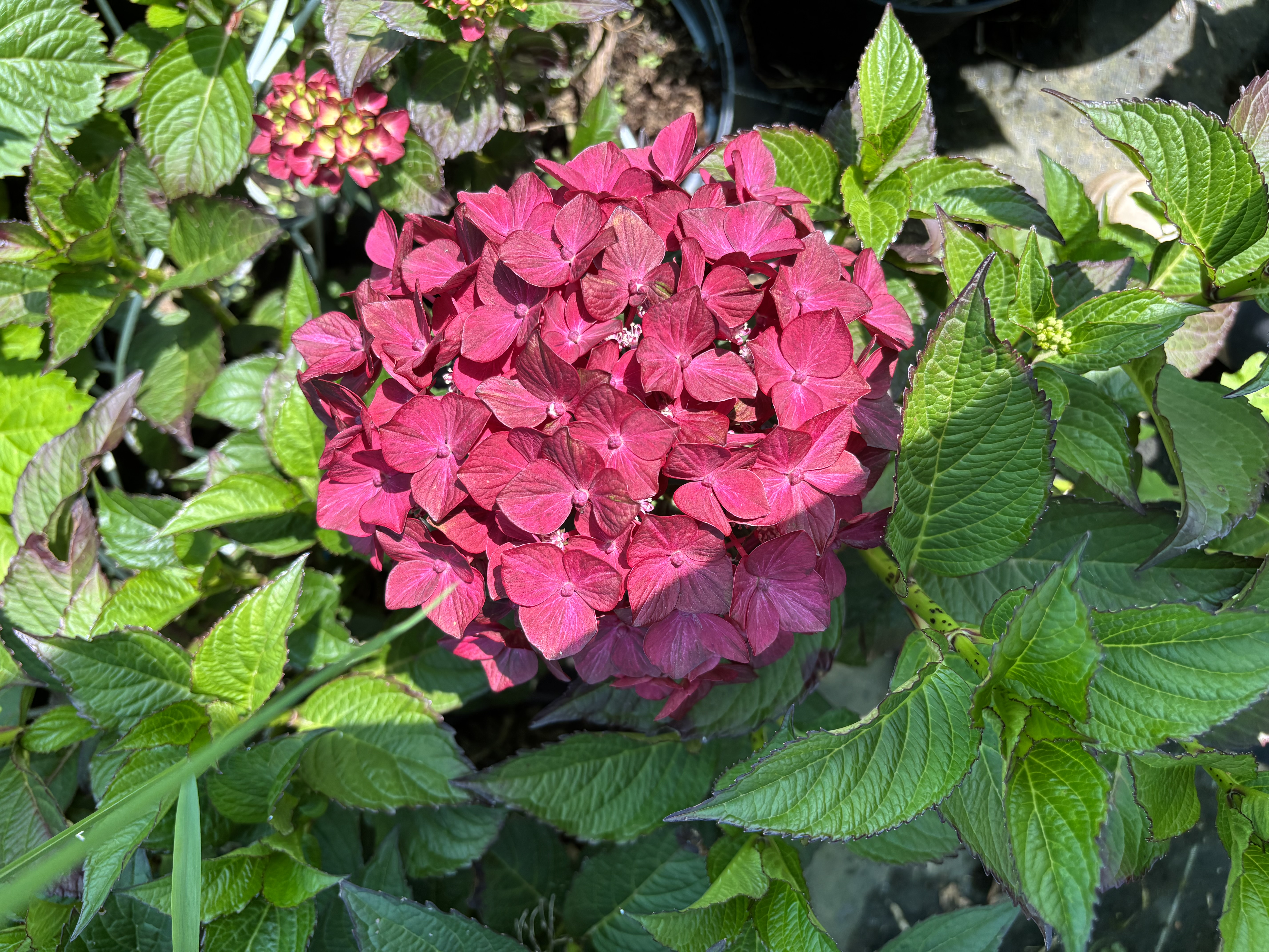 Hydrangea macrophylla Chocolat ever bell en pot de 7,5 litres