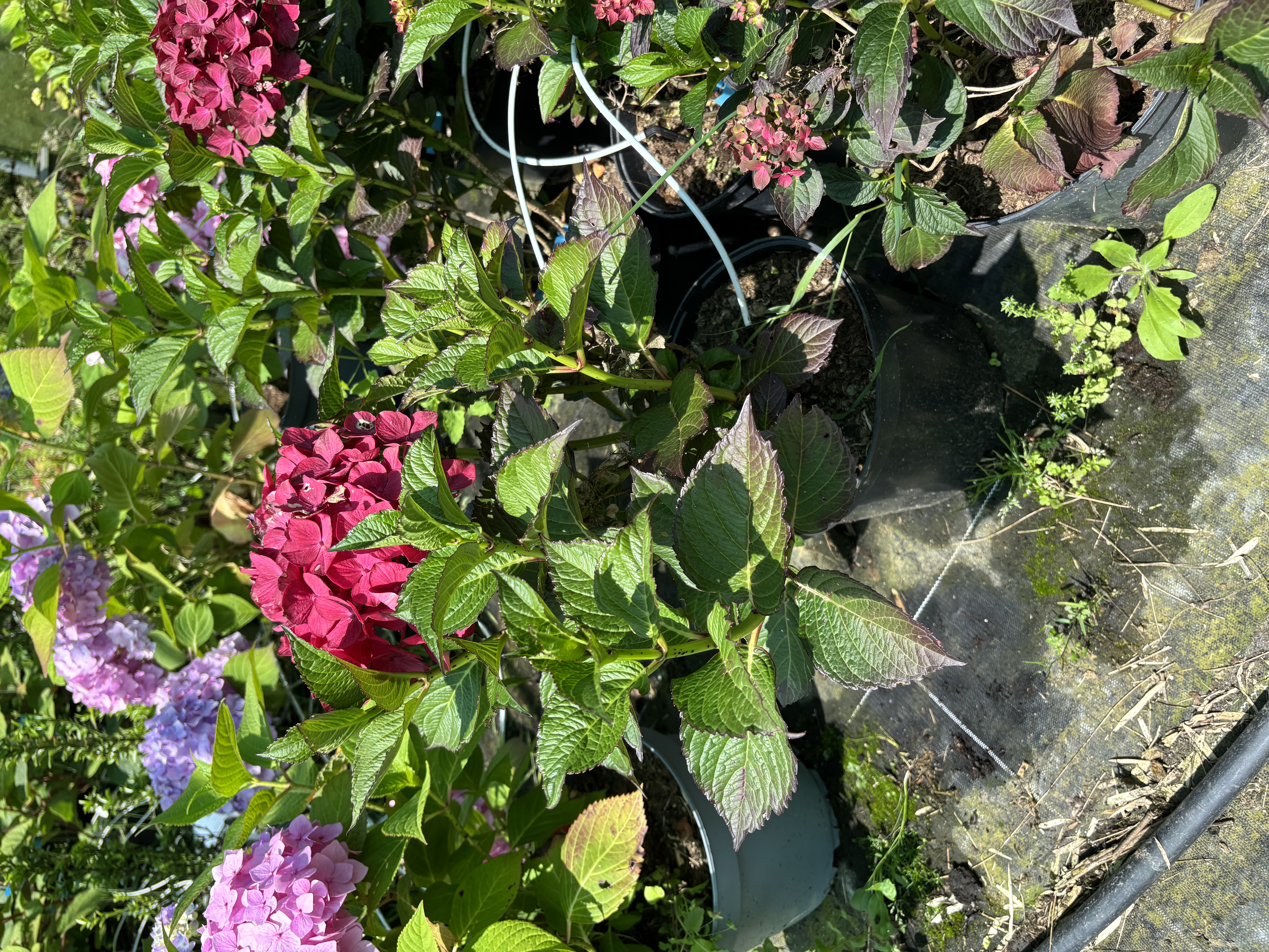 Hydrangea macrophylla Chocolat ever bell en pot de 7,5 litres