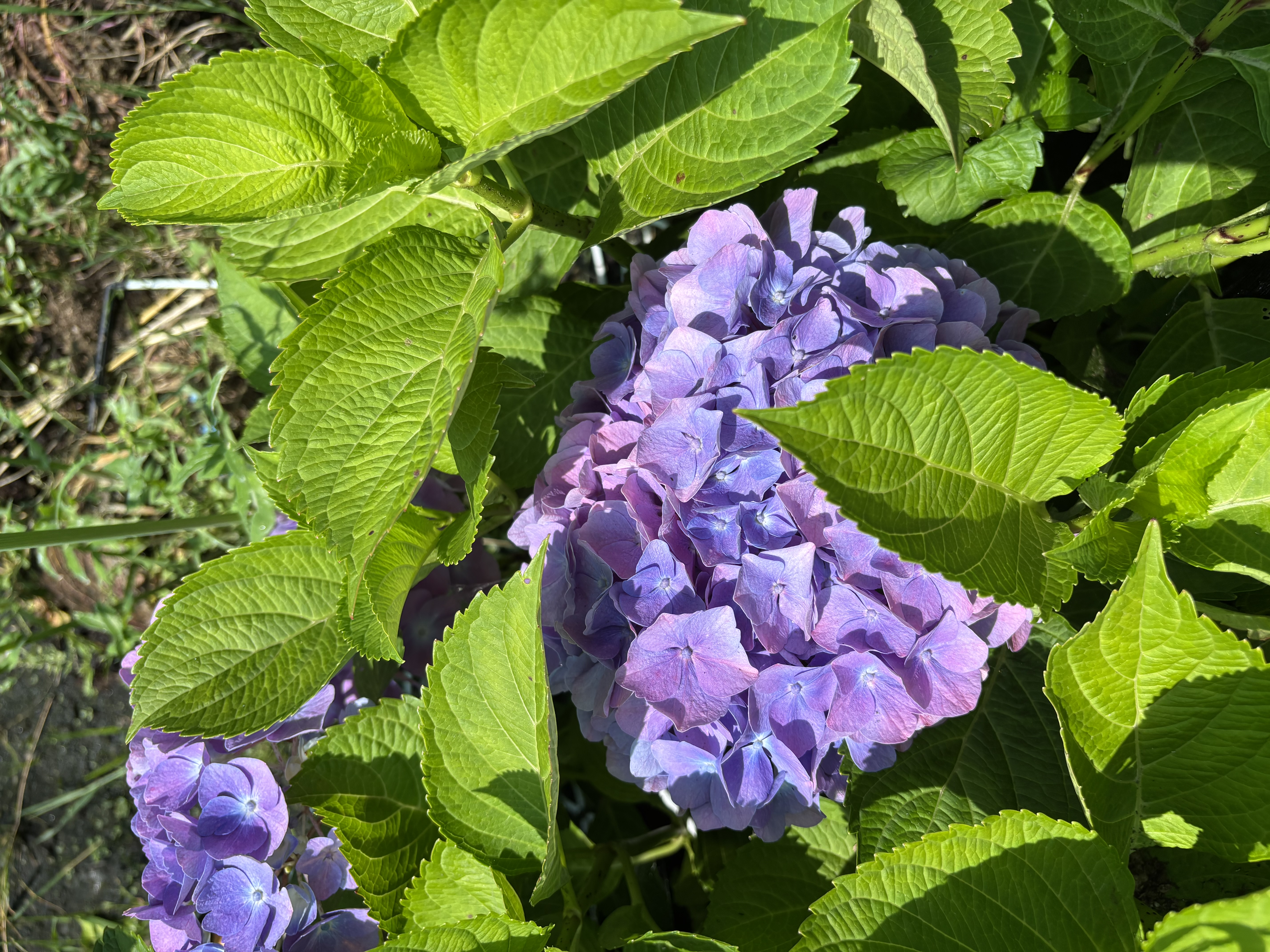 Hydrangea macrophylla Bodensee Bleu en pot de 7,5 litres