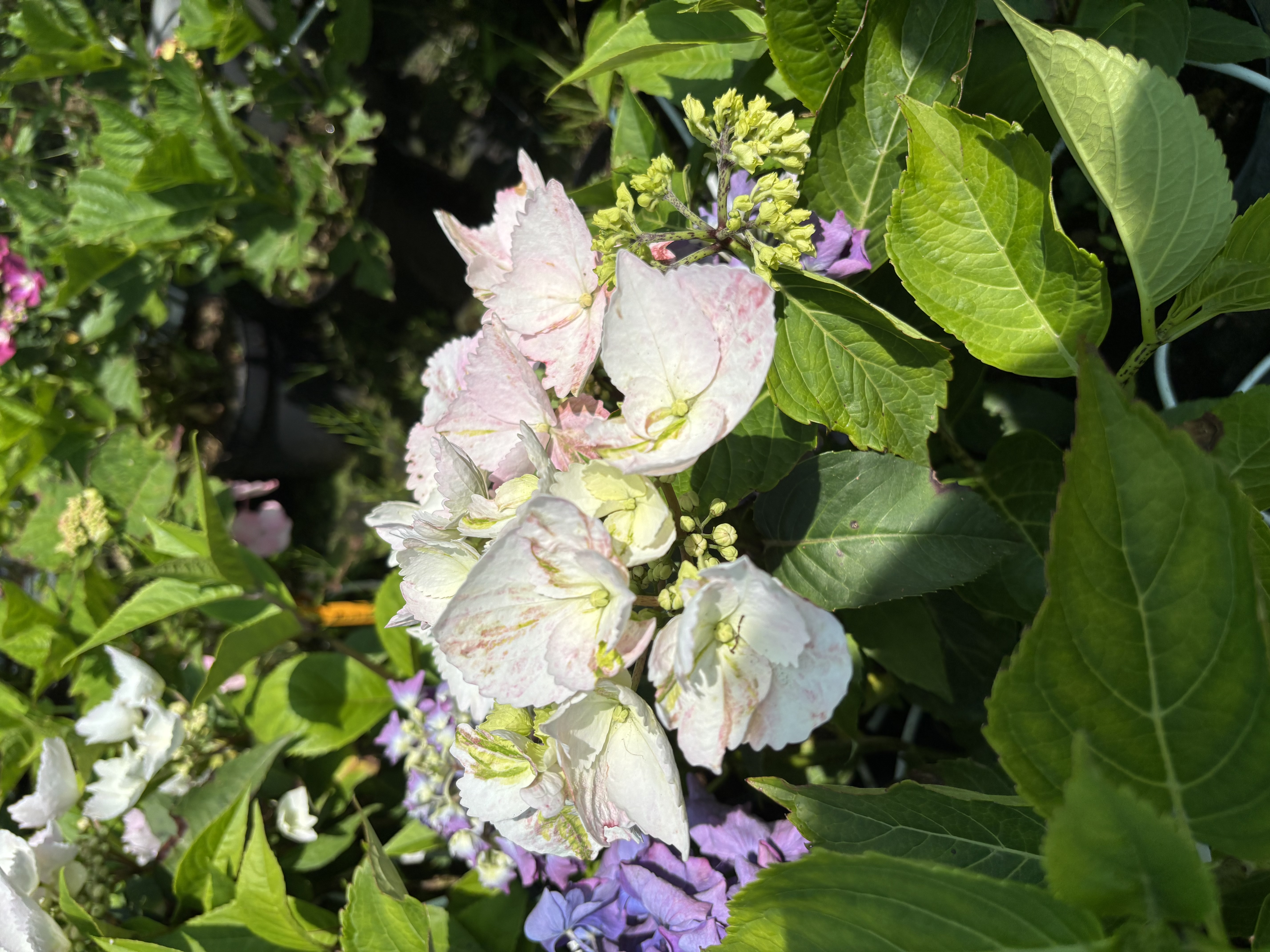 Hydrangea hybride Renaissance en pot de 5 litres