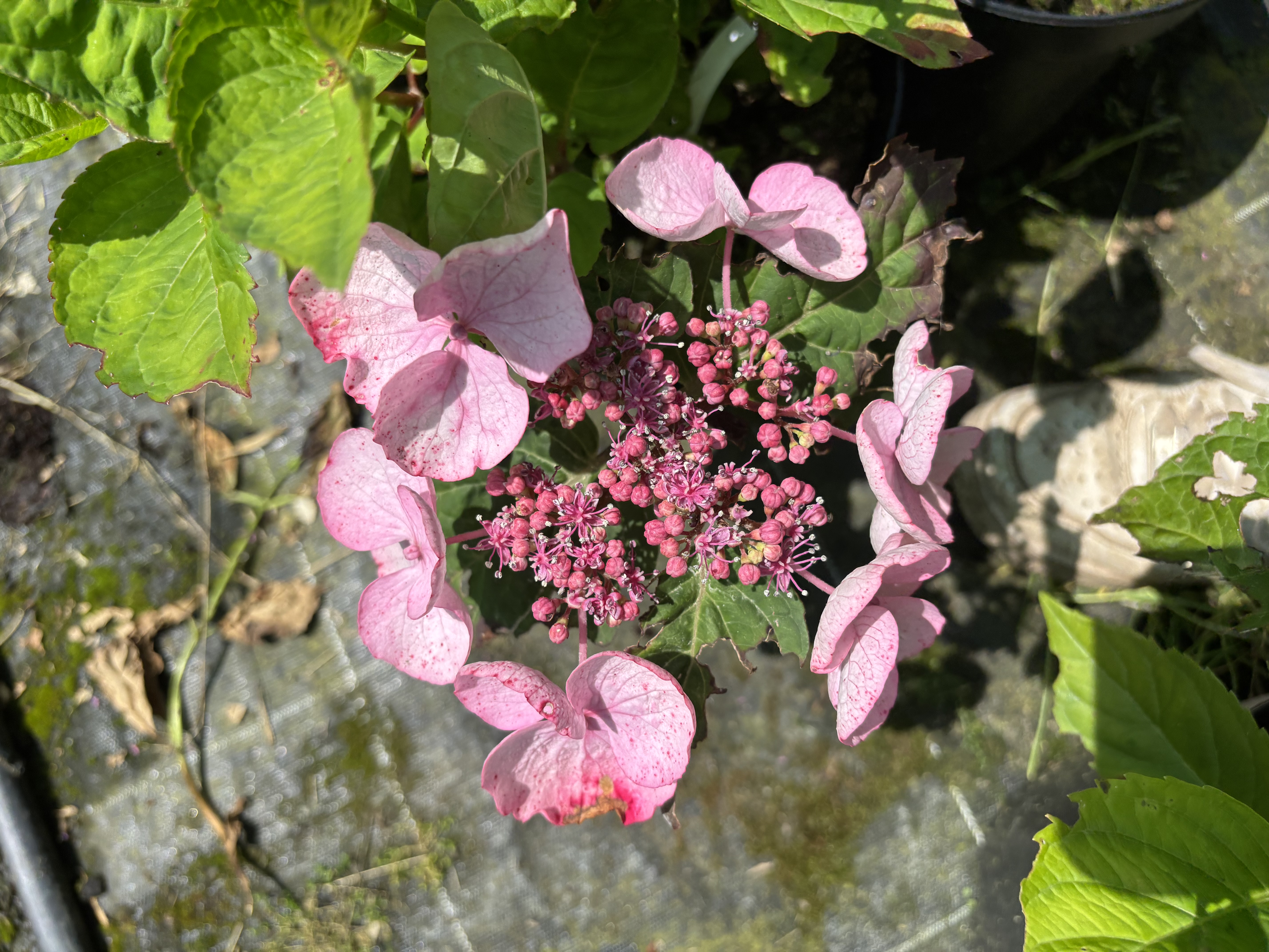 Hydrangea macrophylla Dolce Gipsy Dolgip en pot de 5 litres
