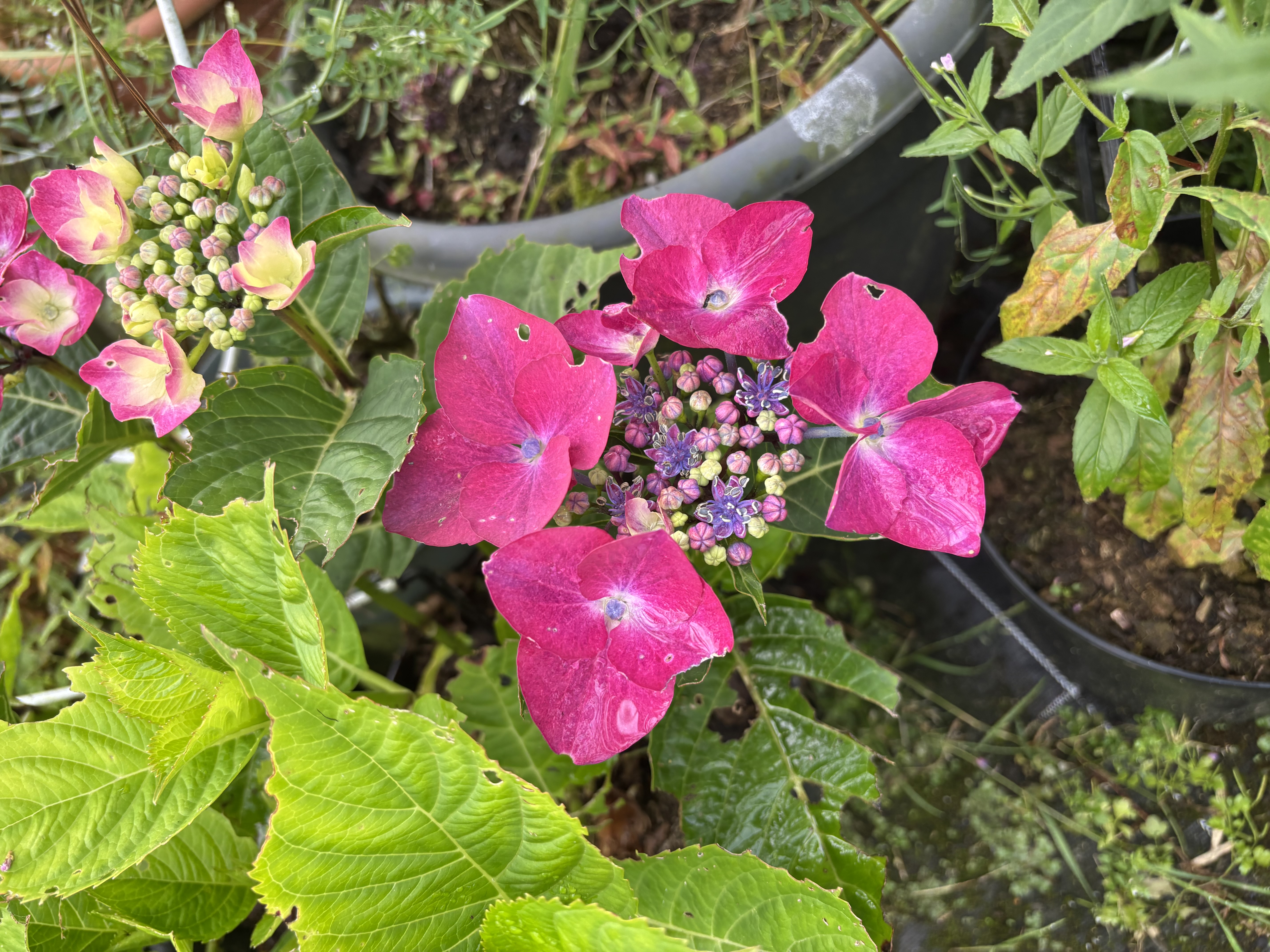 Hydrangea Macrophylla Kardinal rouge en pot de 5 litres