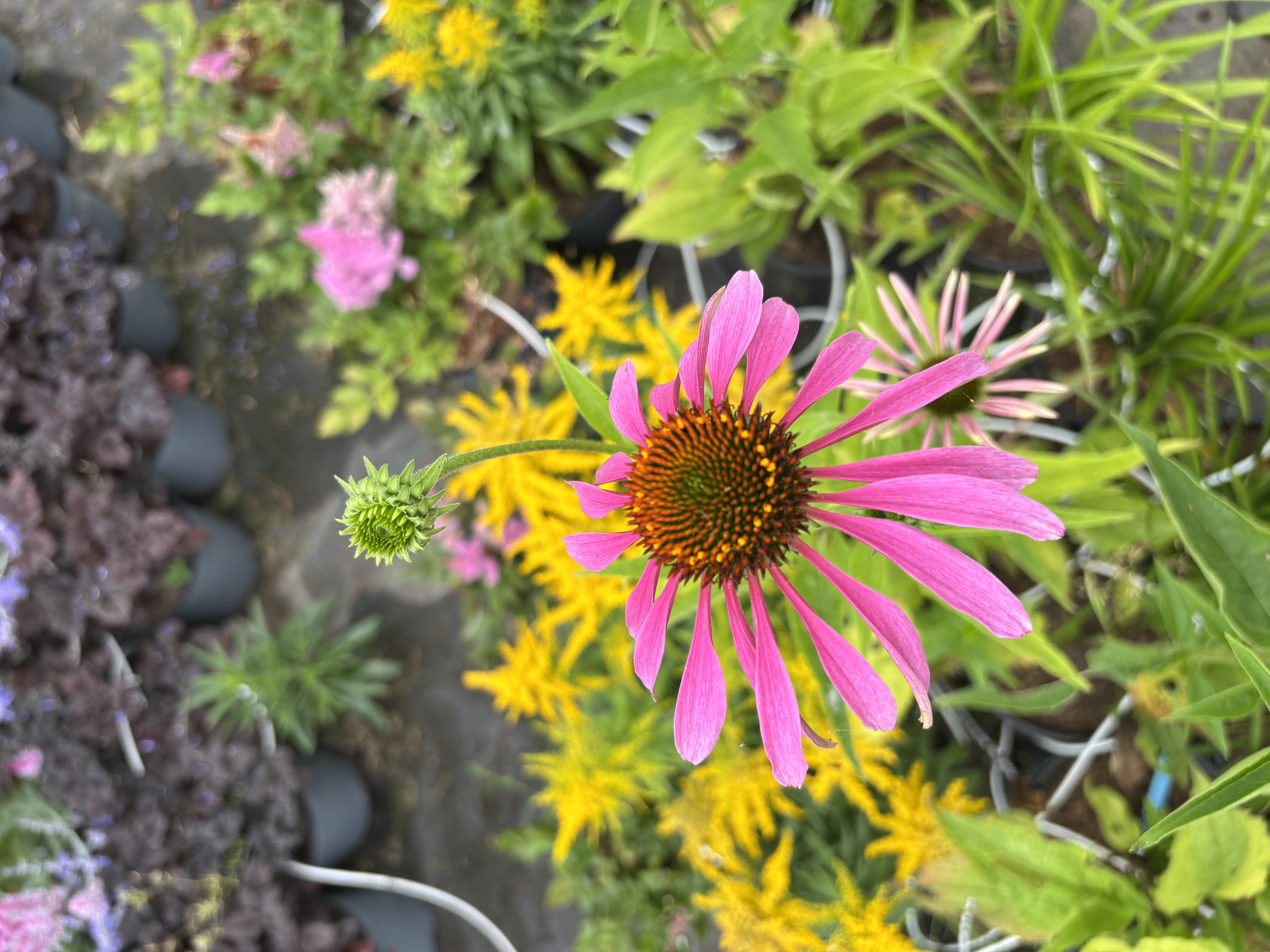 Echinacea Purpurea en pot de 5 litres