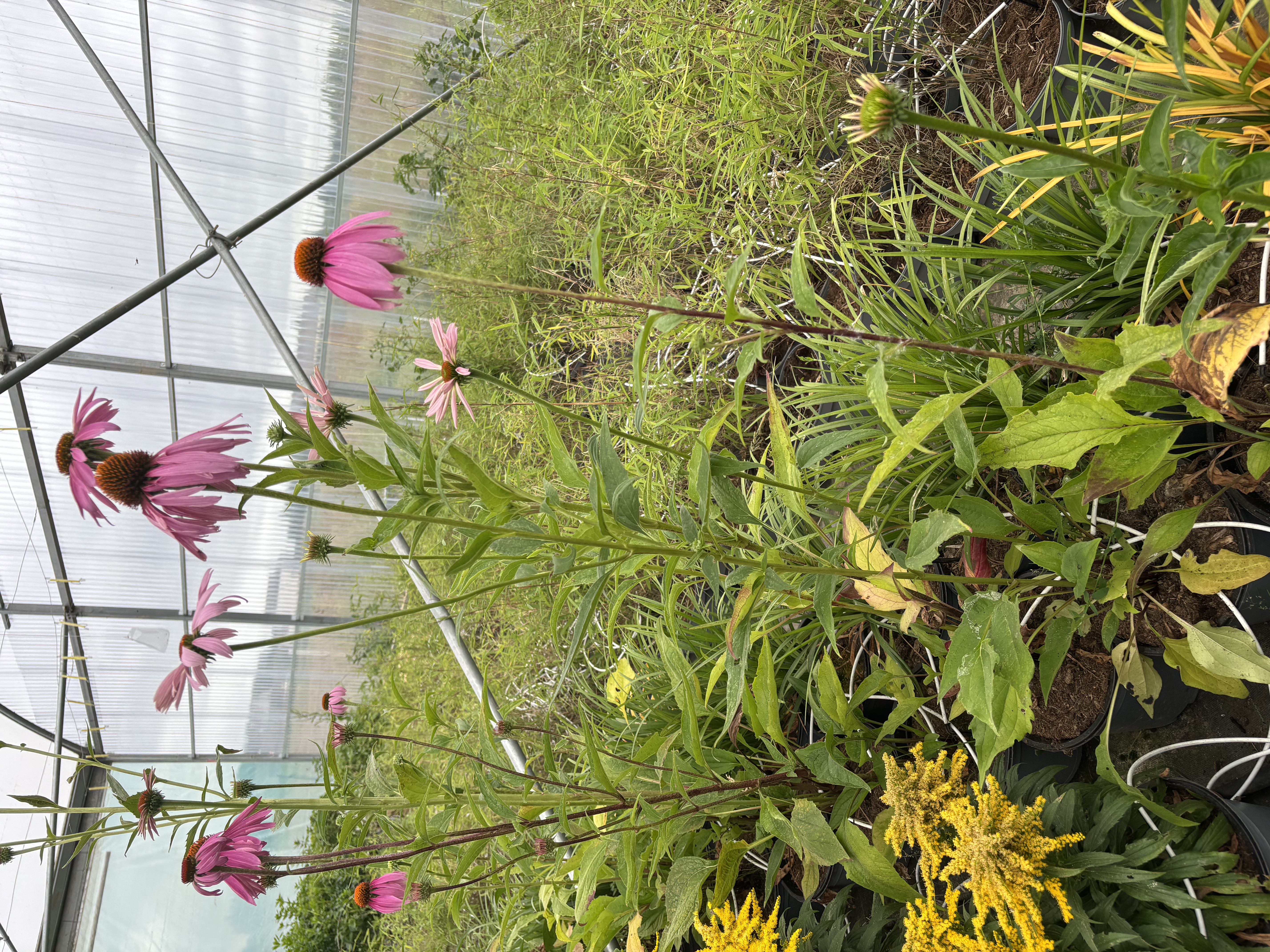 Echinacea Purpurea en pot de 5 litres