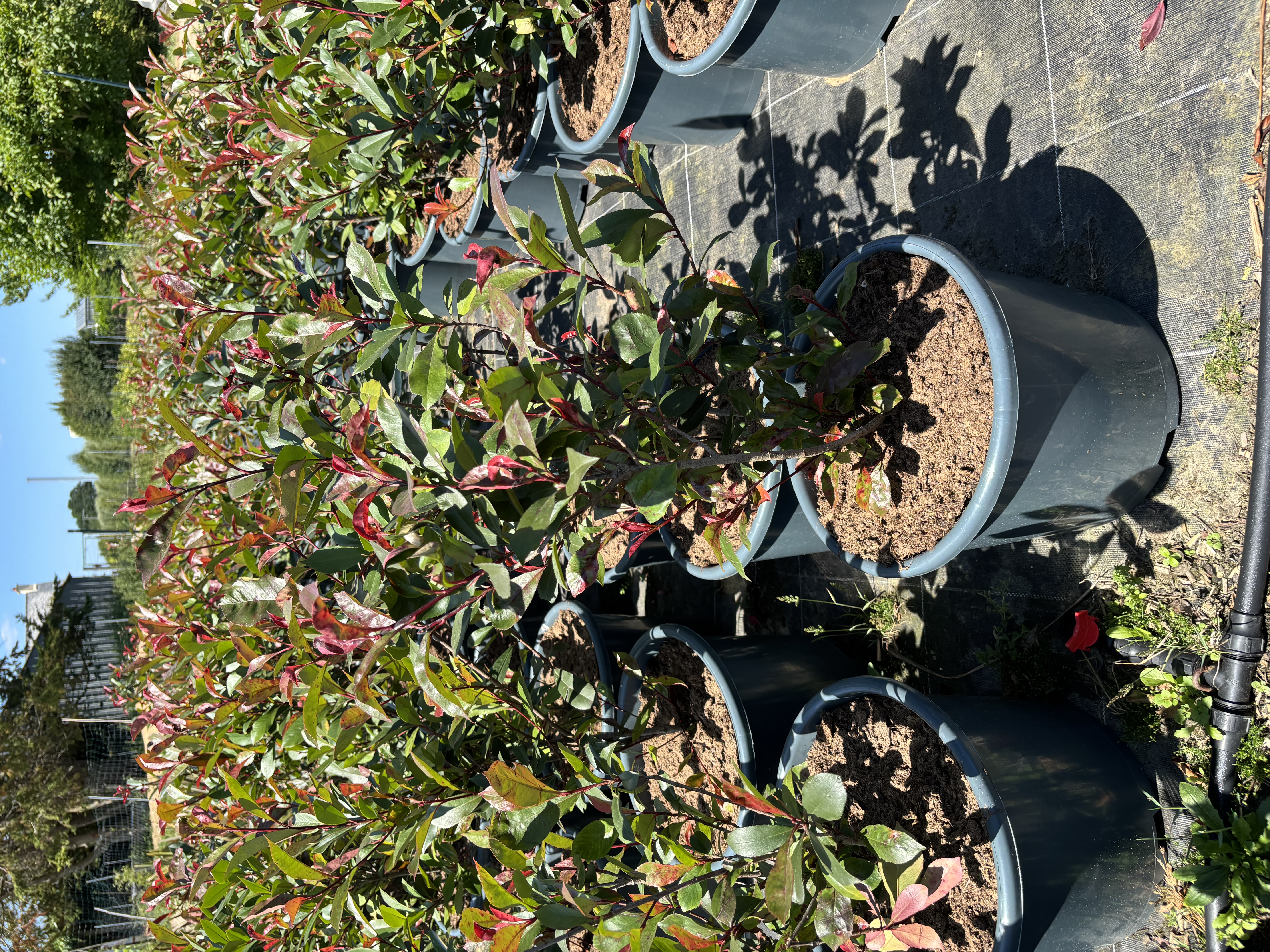 Photinia en pots de 15 litres