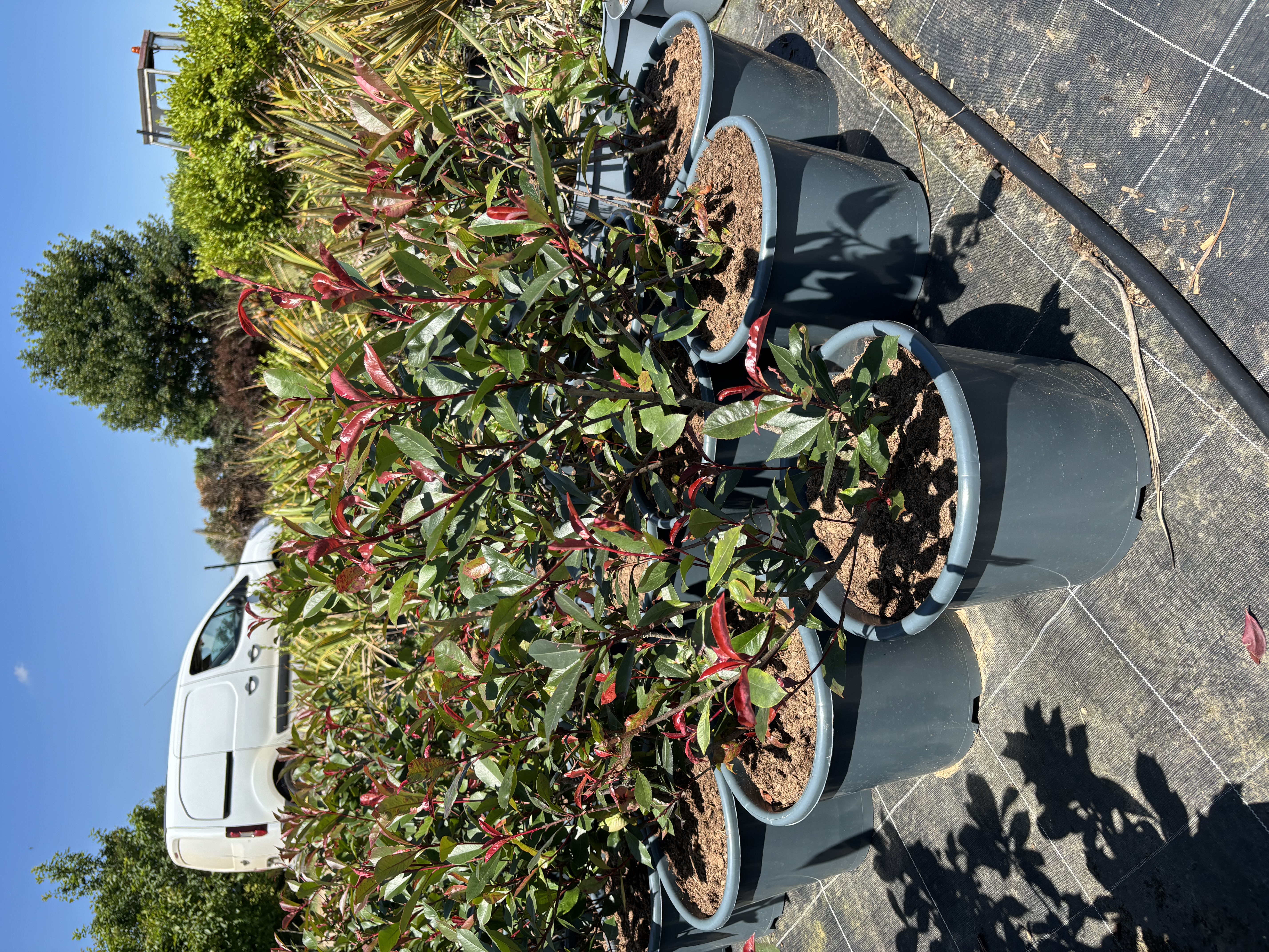 Photinia en pots de 15 litres