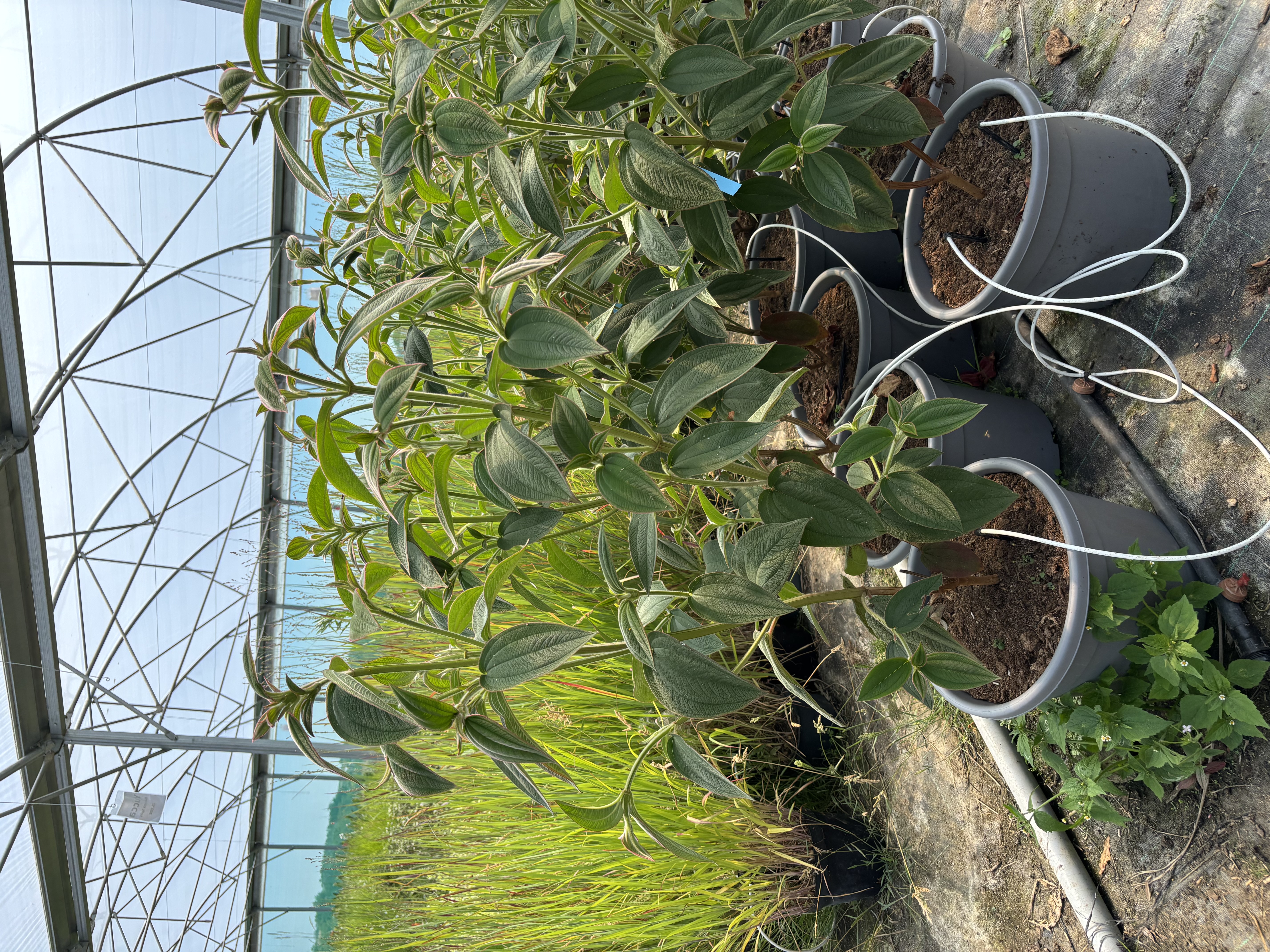 Tibouchina Urvilleana en pot de 15 litres