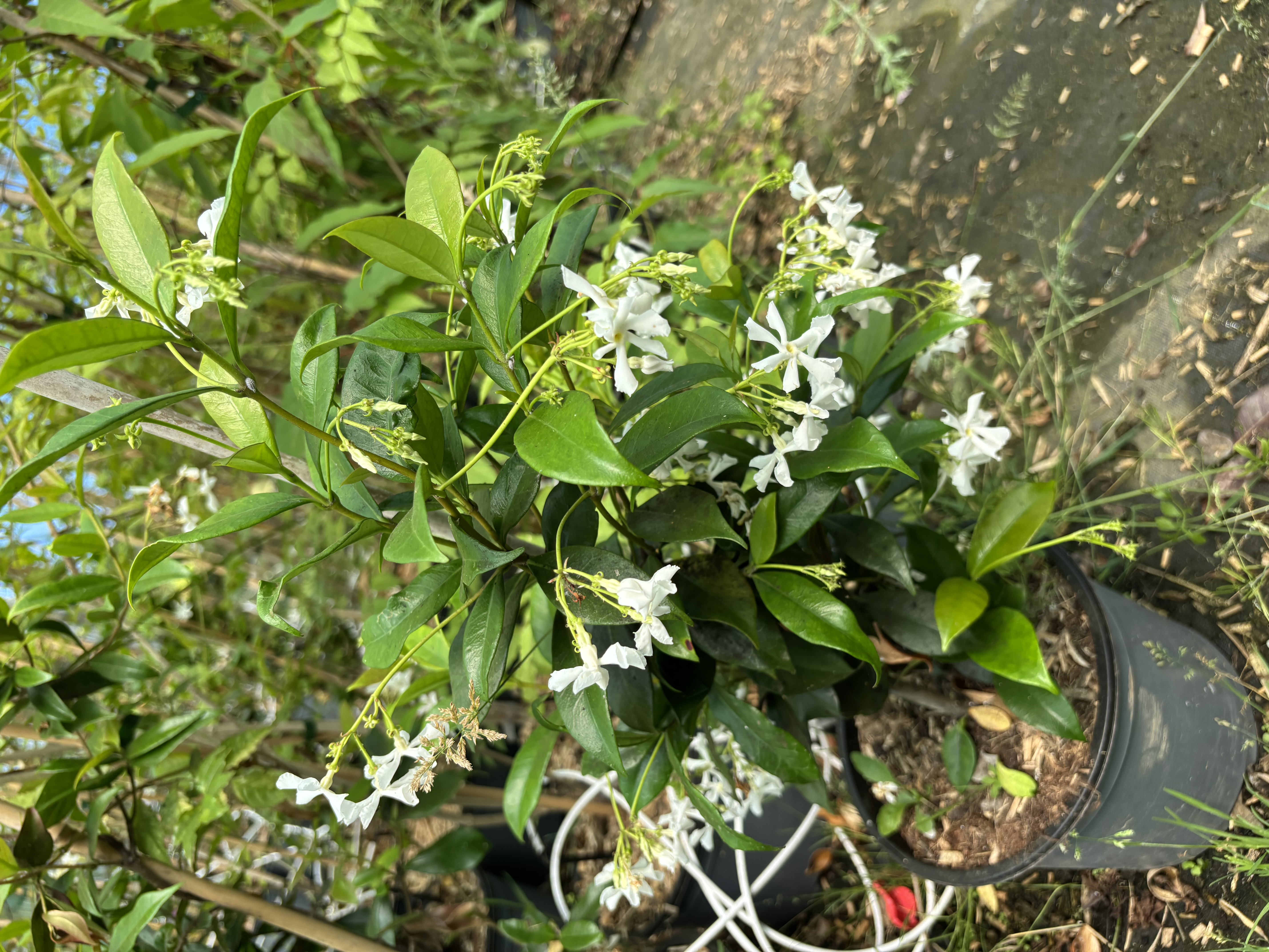 Trachelospermum en pot de 5 litres