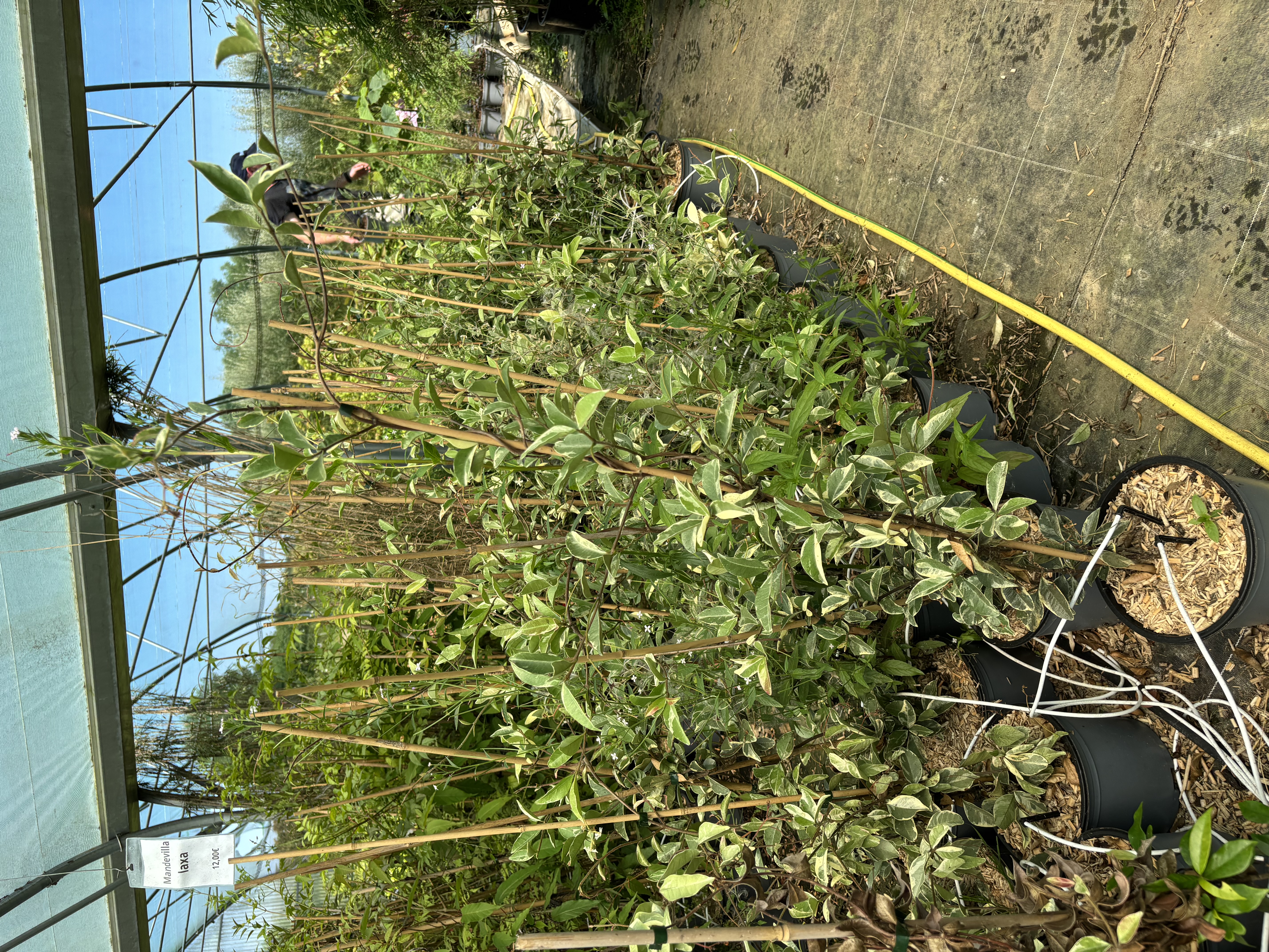 Trachelospermum ‘Variegatum’