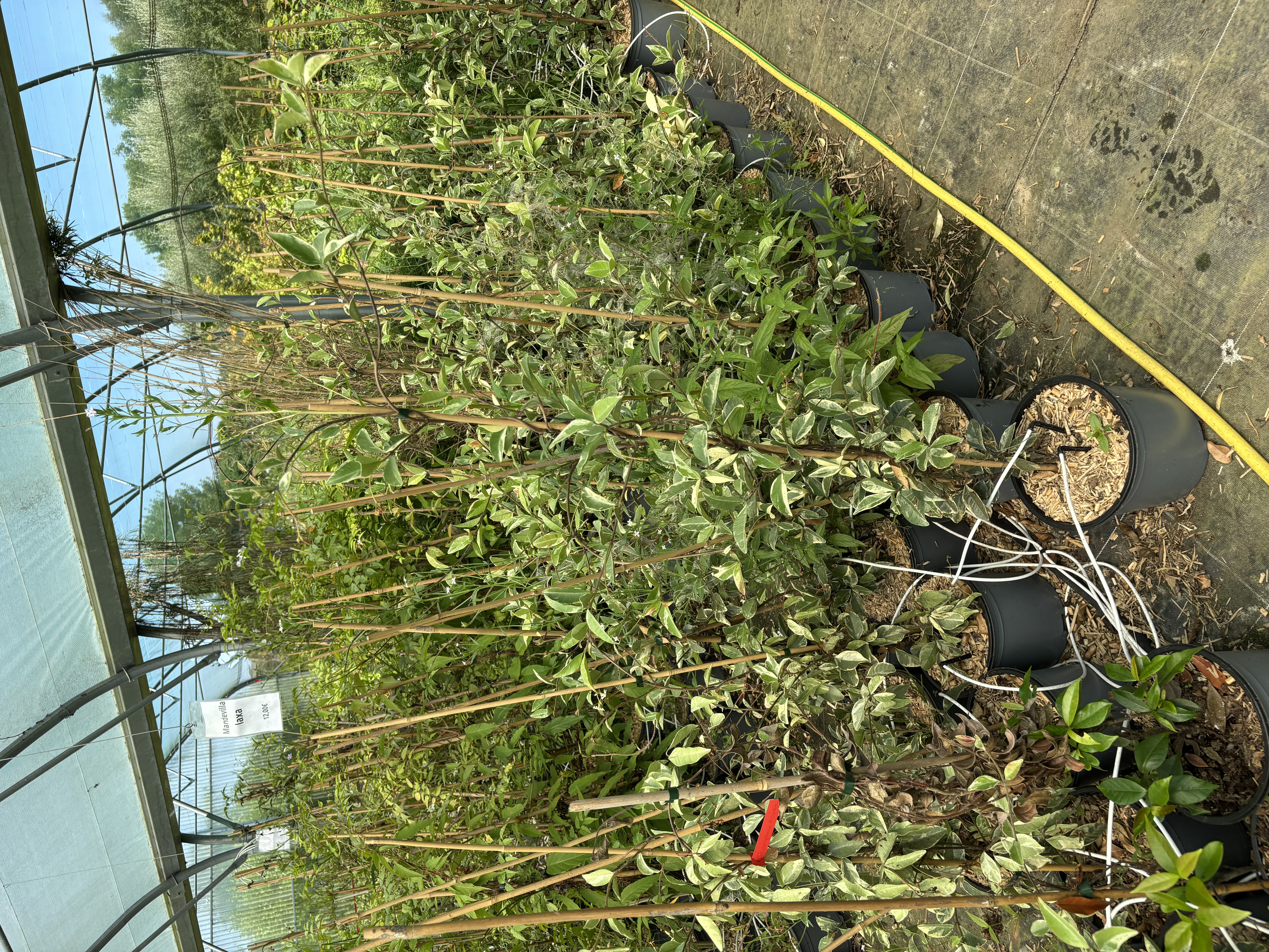 Trachelospermum ‘Variegatum’ 