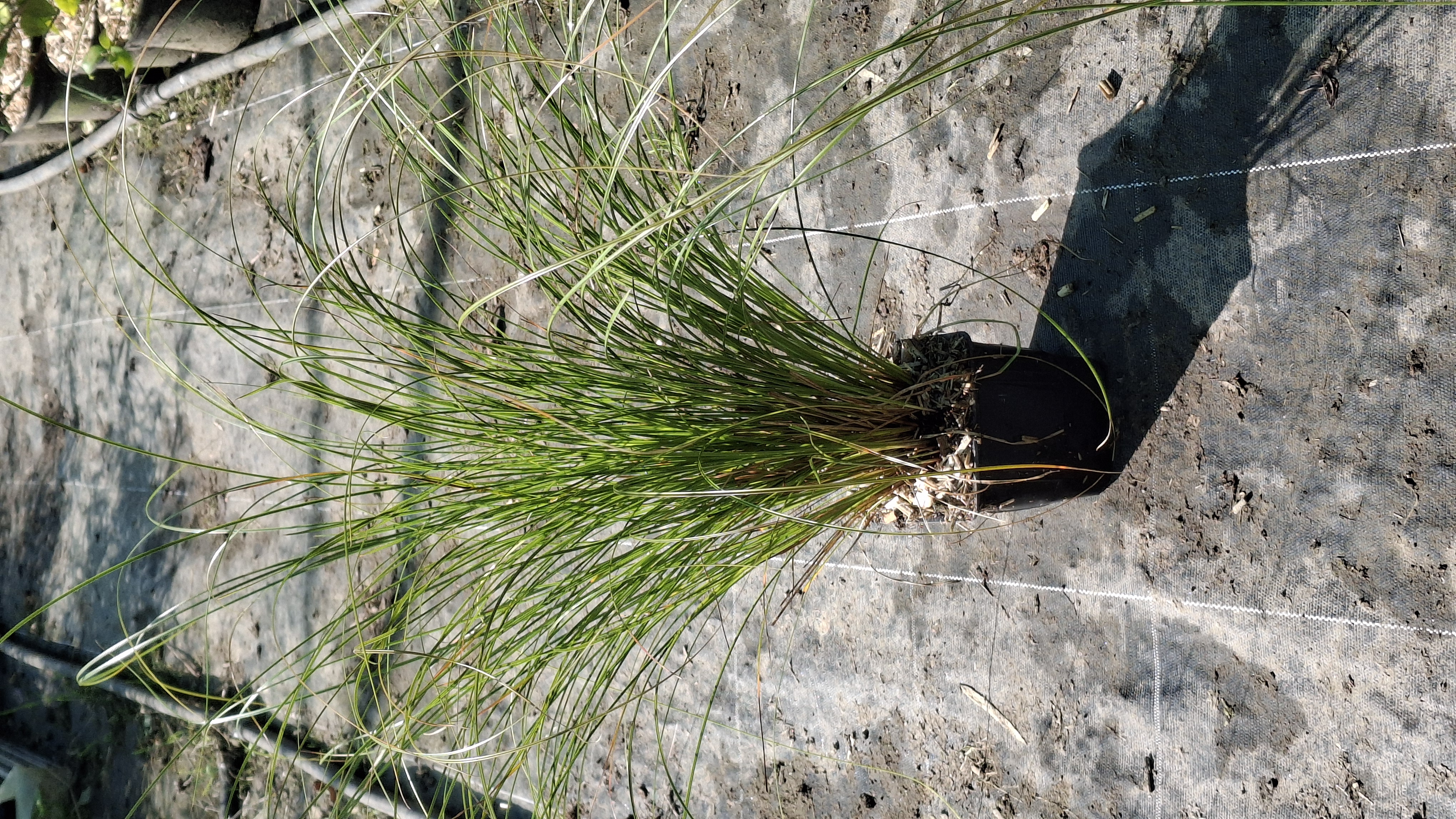 Carex testacea 'Prairie Fire' en godets