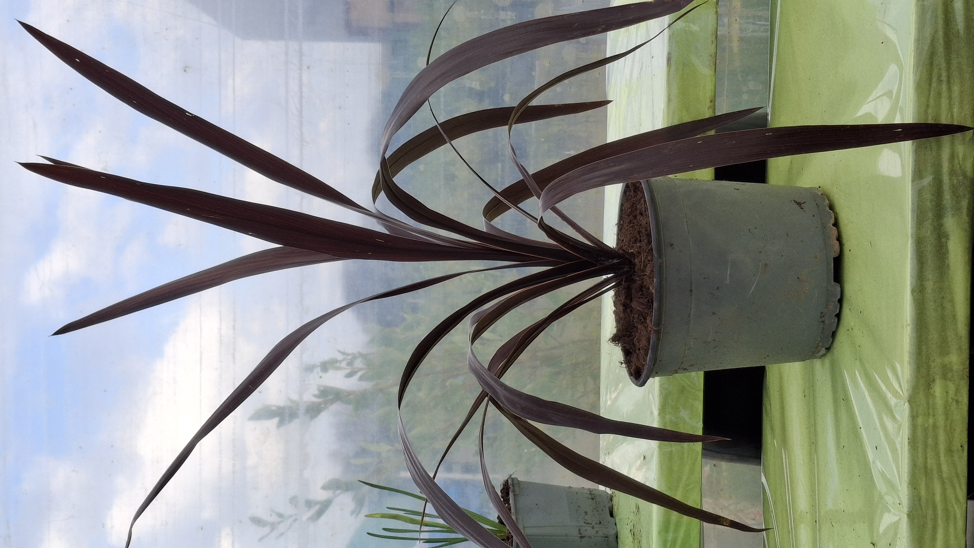 Cordyline 'Albatross' en pot de 3 litres