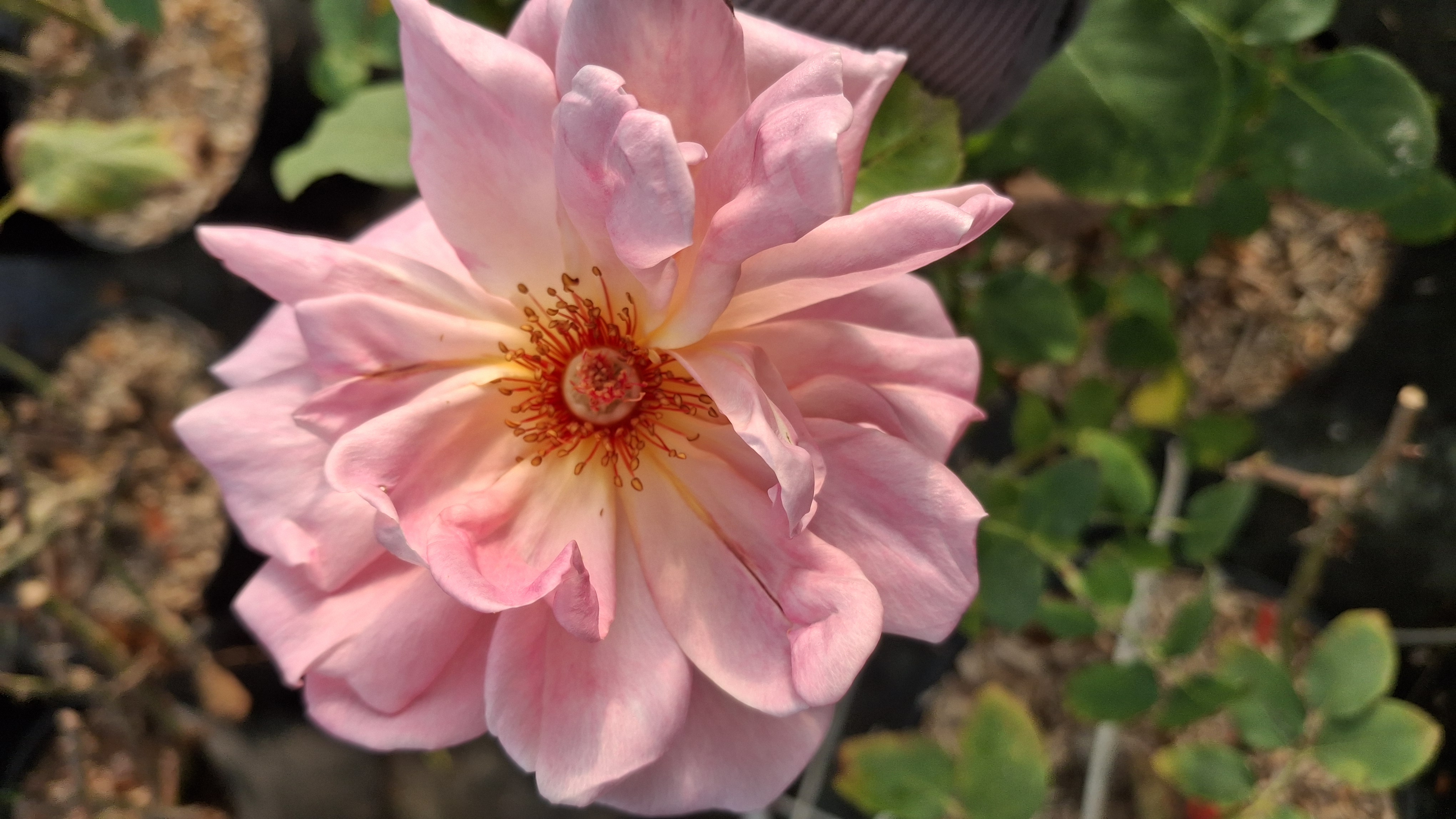 Rosier Astrée en pot de 7,5 litres