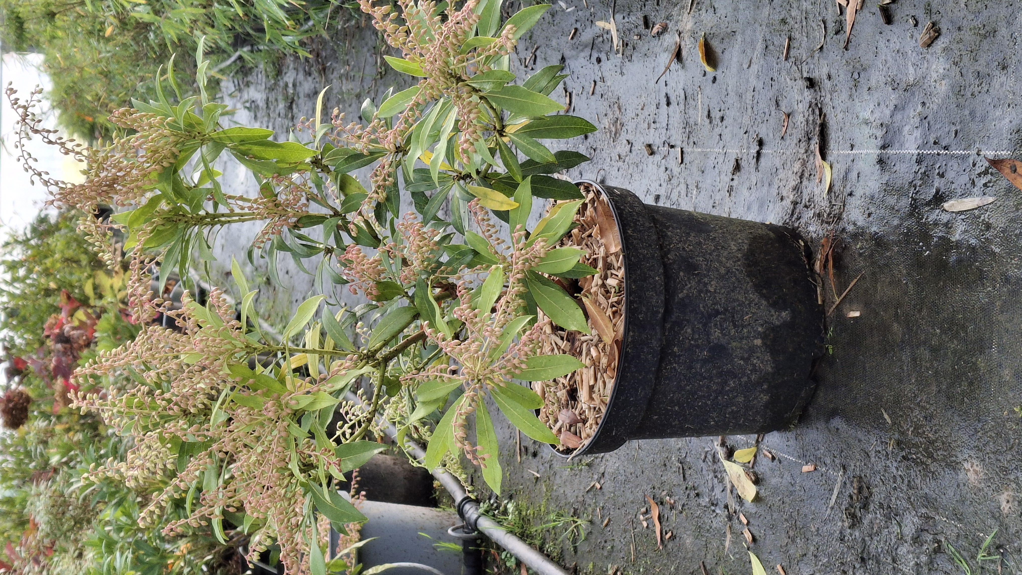 Pieris Forest Flame en pot de 7,5 litres