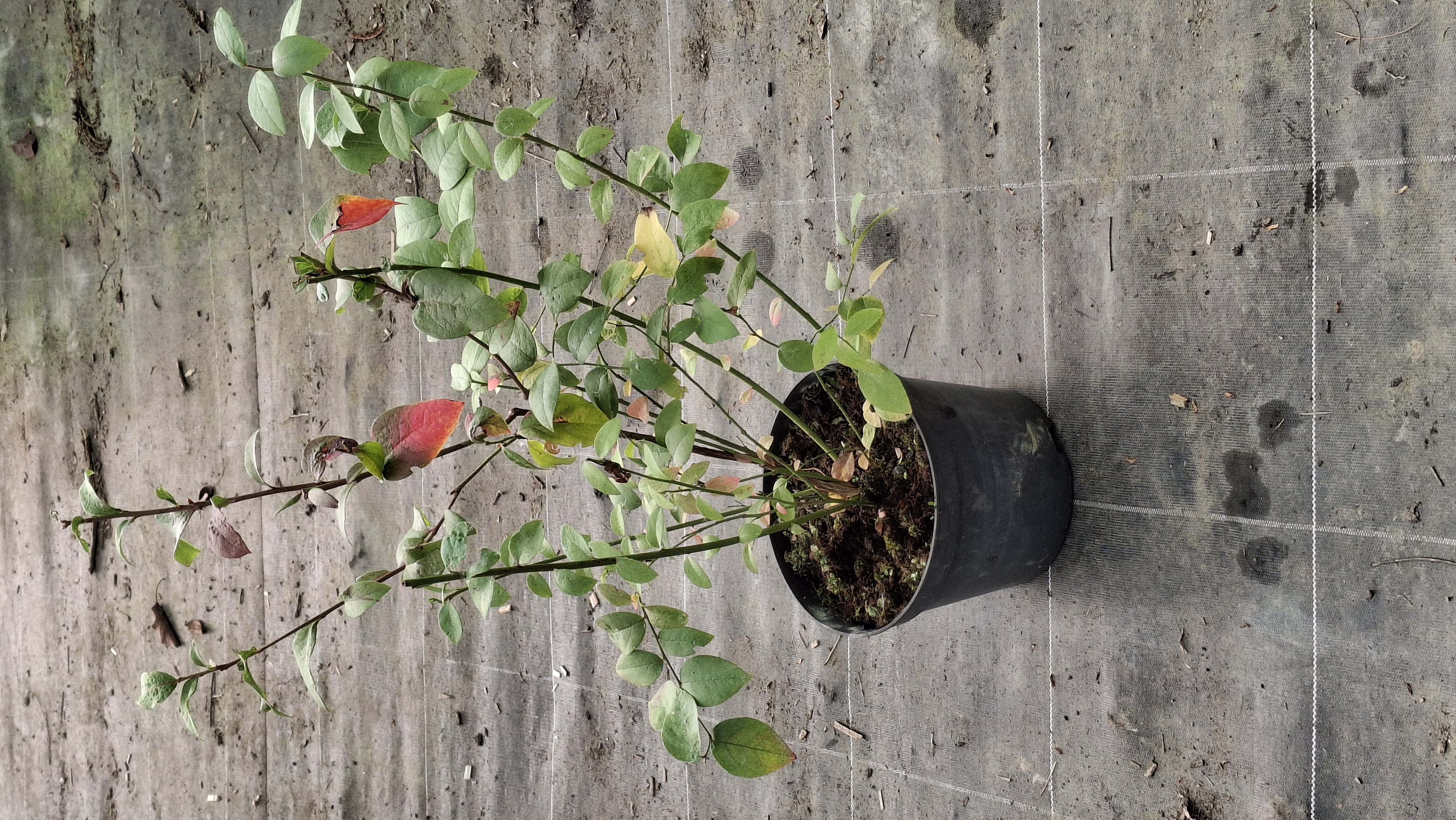 Myrtillier Blue Crop en pot de 3 litres