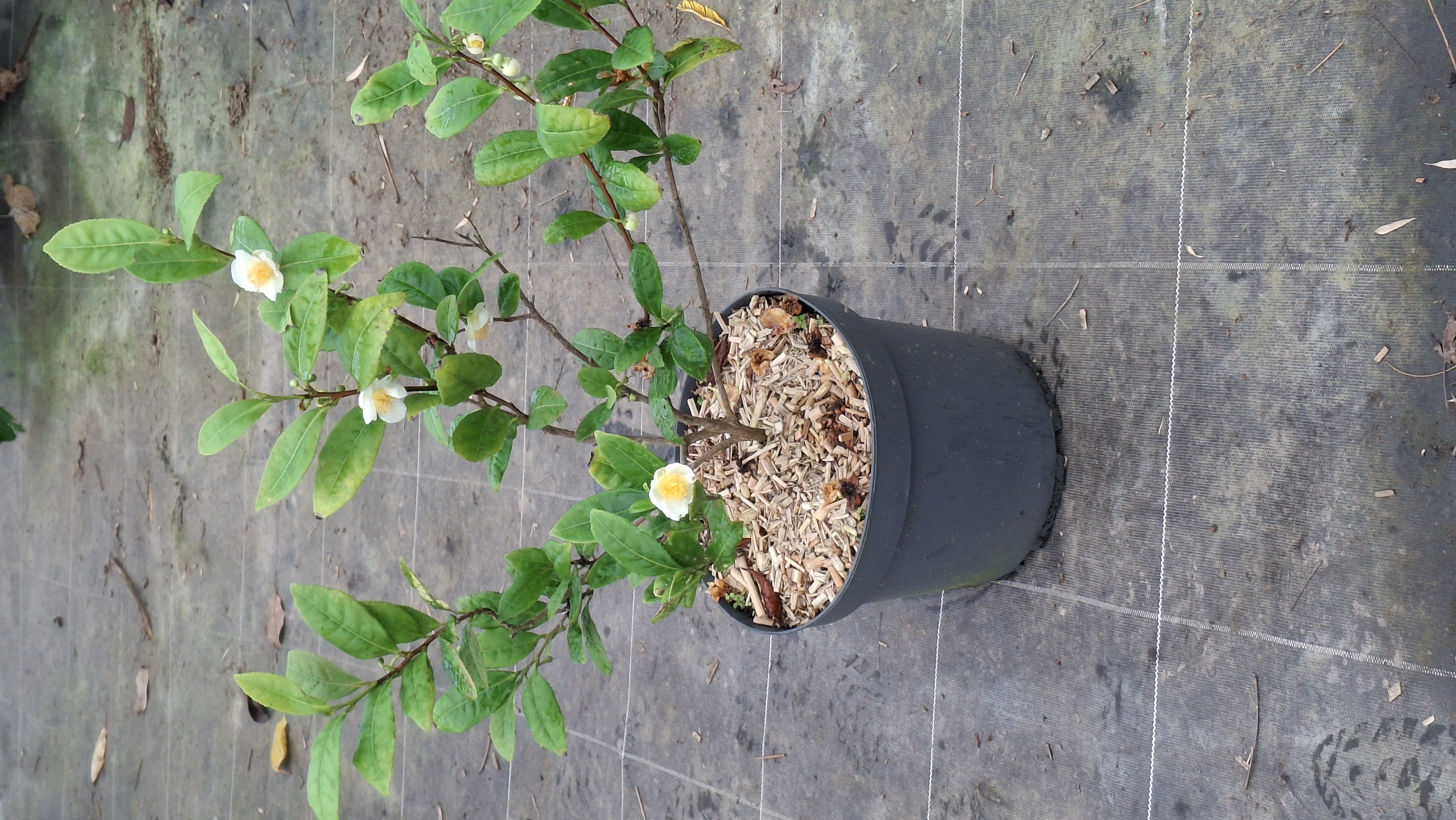 Arbre à thé en pot de 7,5 litres