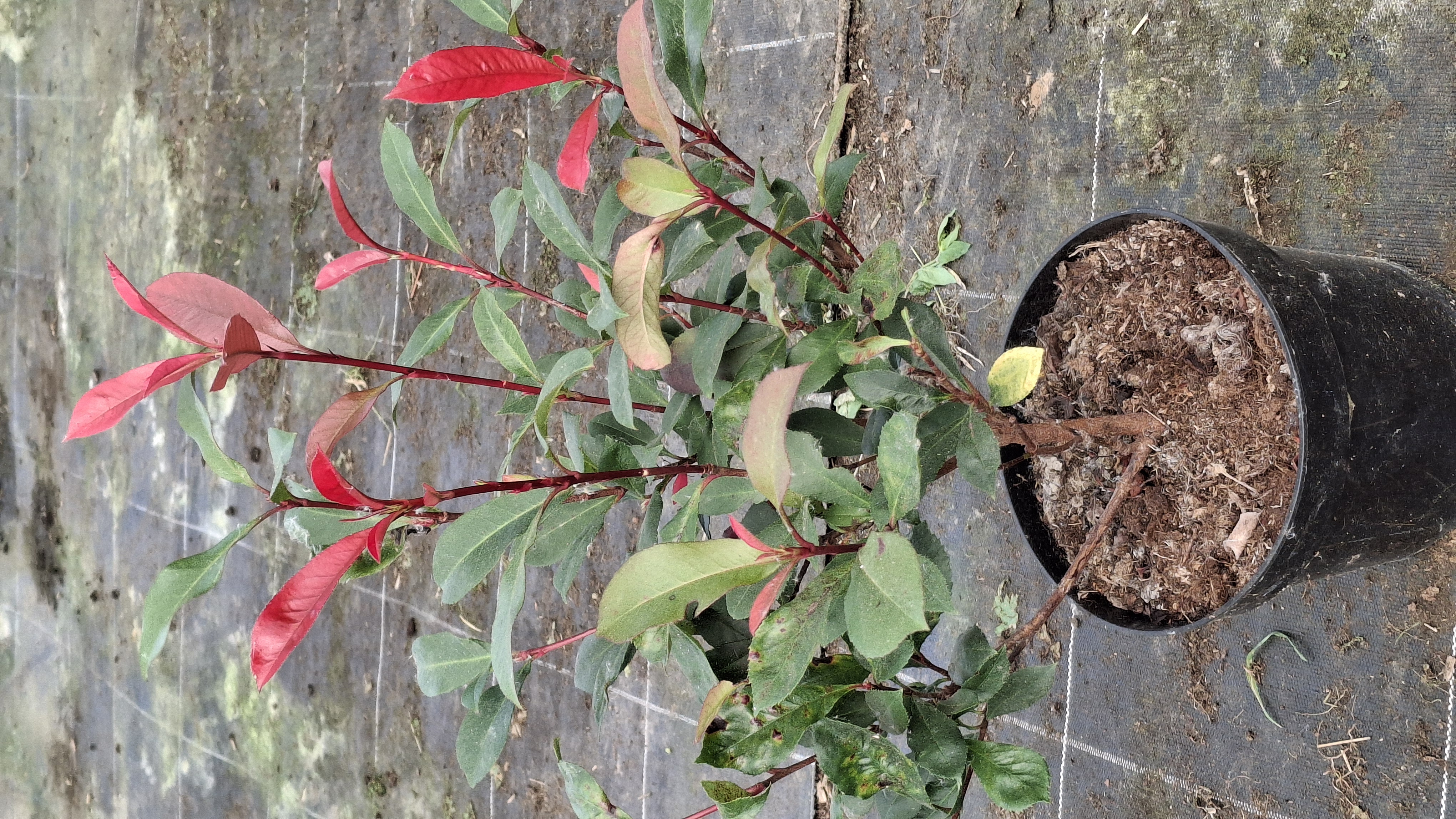 Photinia Carré Rouge
