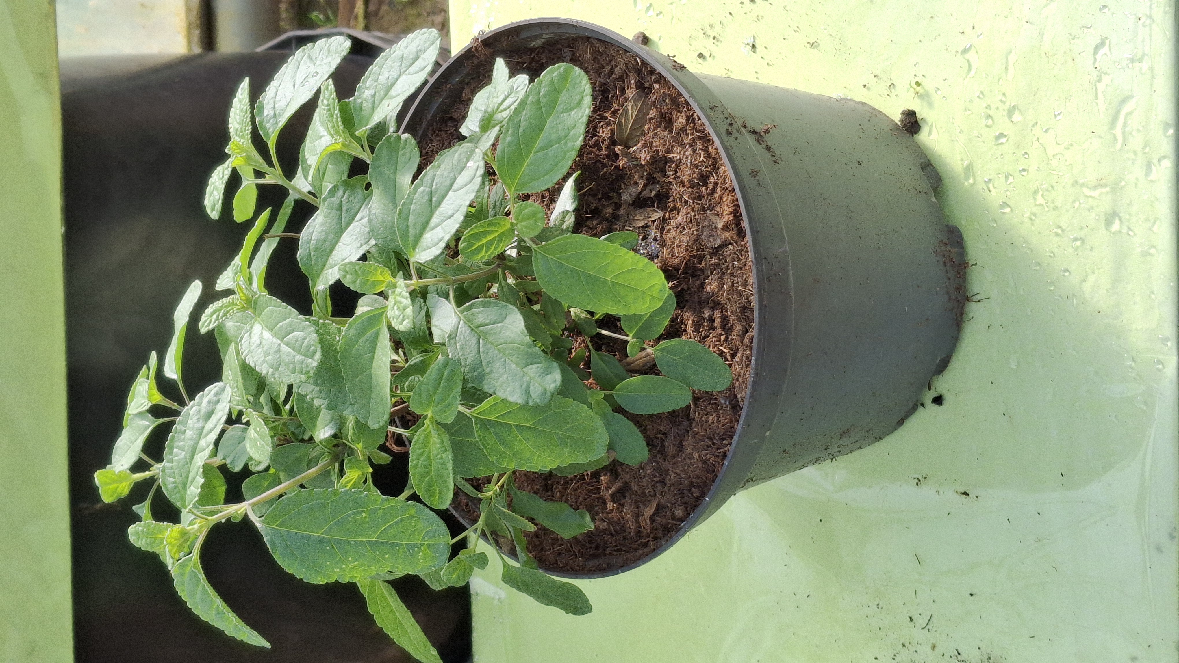 Sauge So Cool Purple en pot de 3 litres