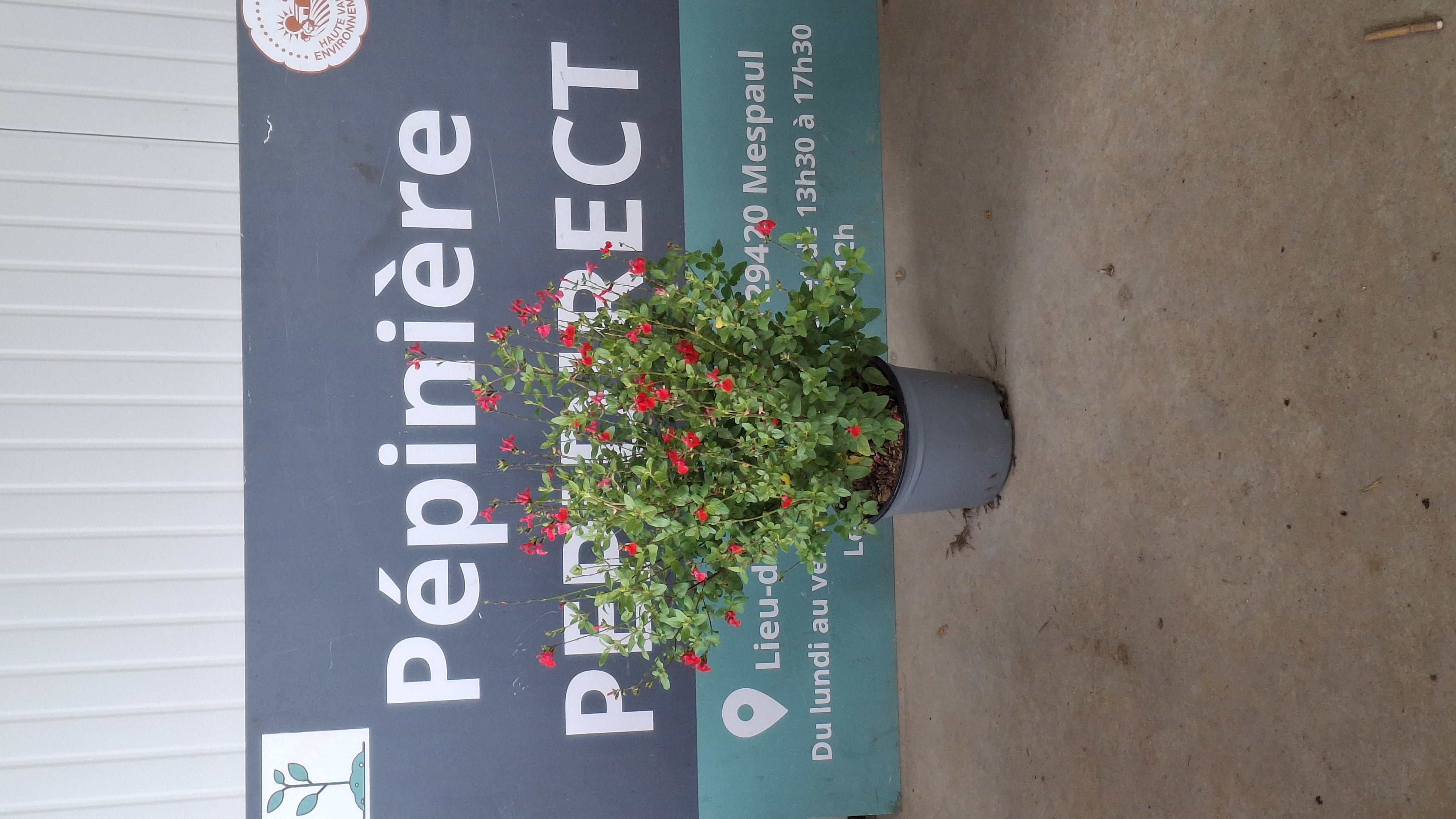 Sauge grahamii rouge en pot de 5 litres