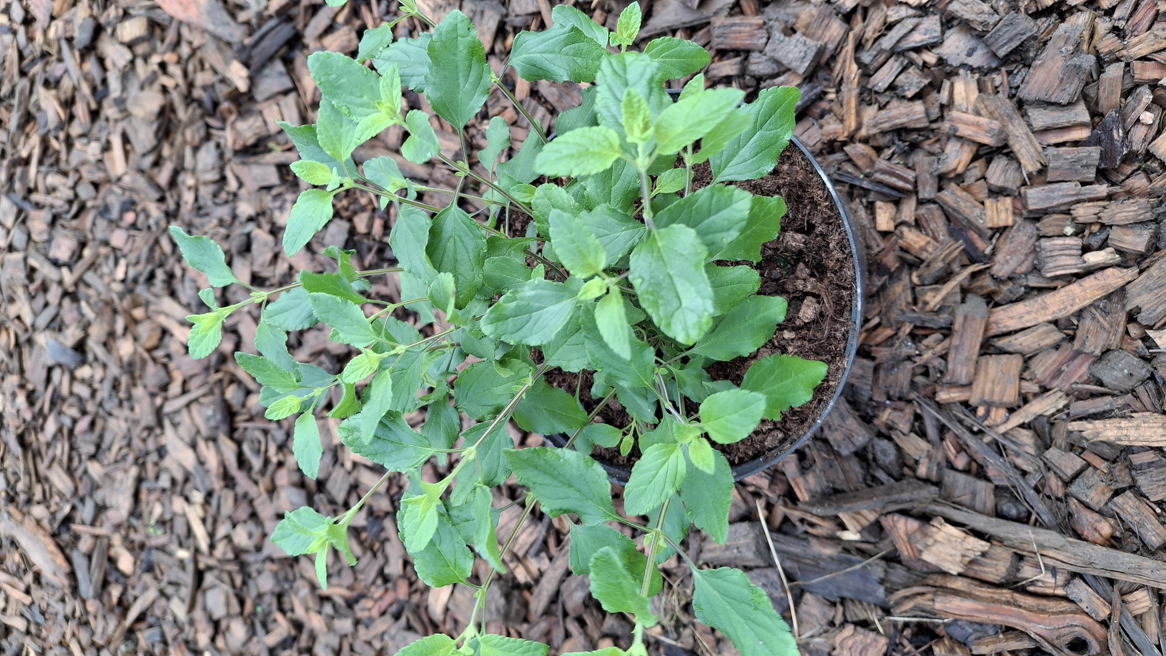 Sauge Hot Lips en pot de 3 litres