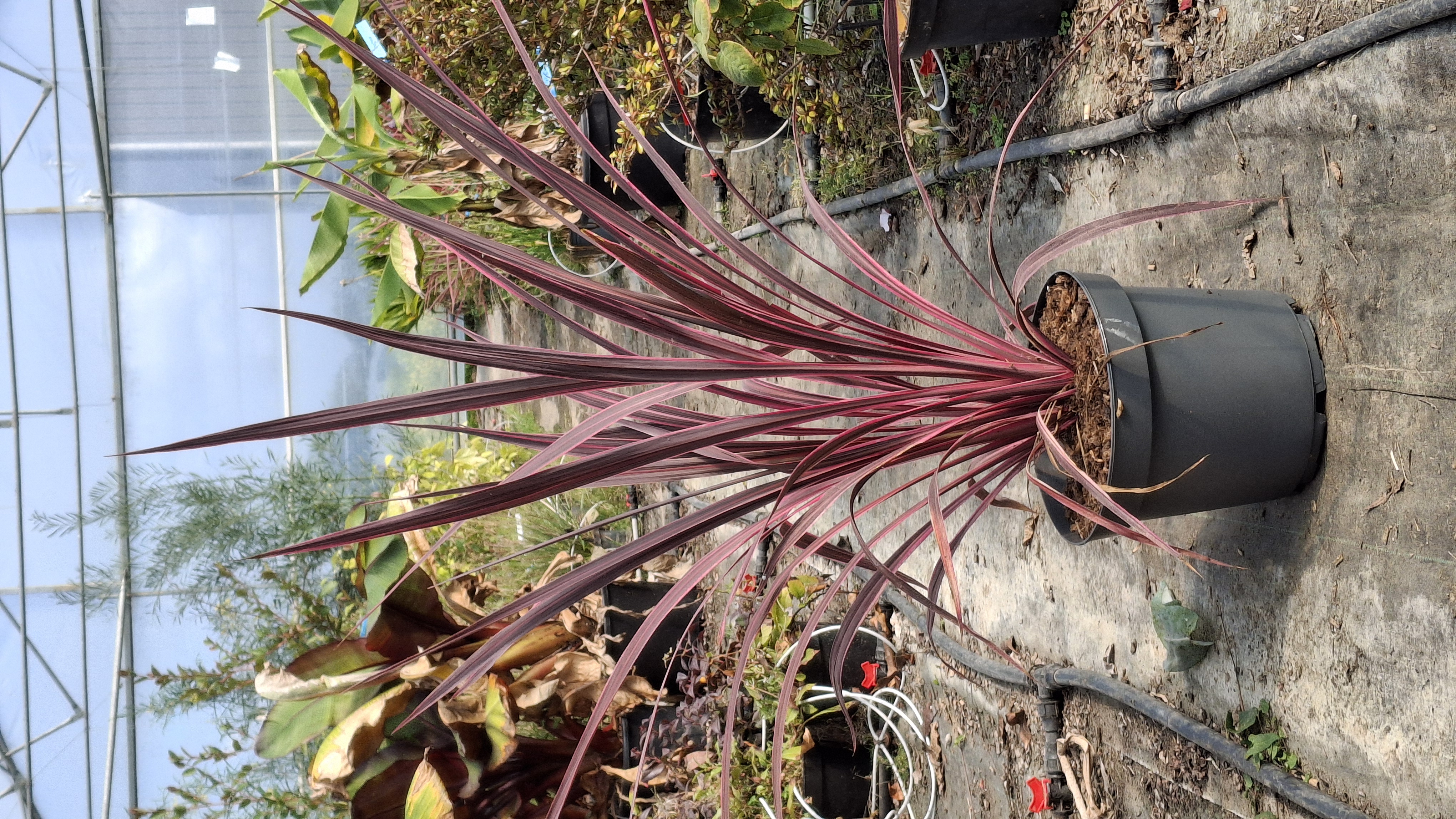 Cordyline australis 'Electric Pink' en pot de 7,5 litres