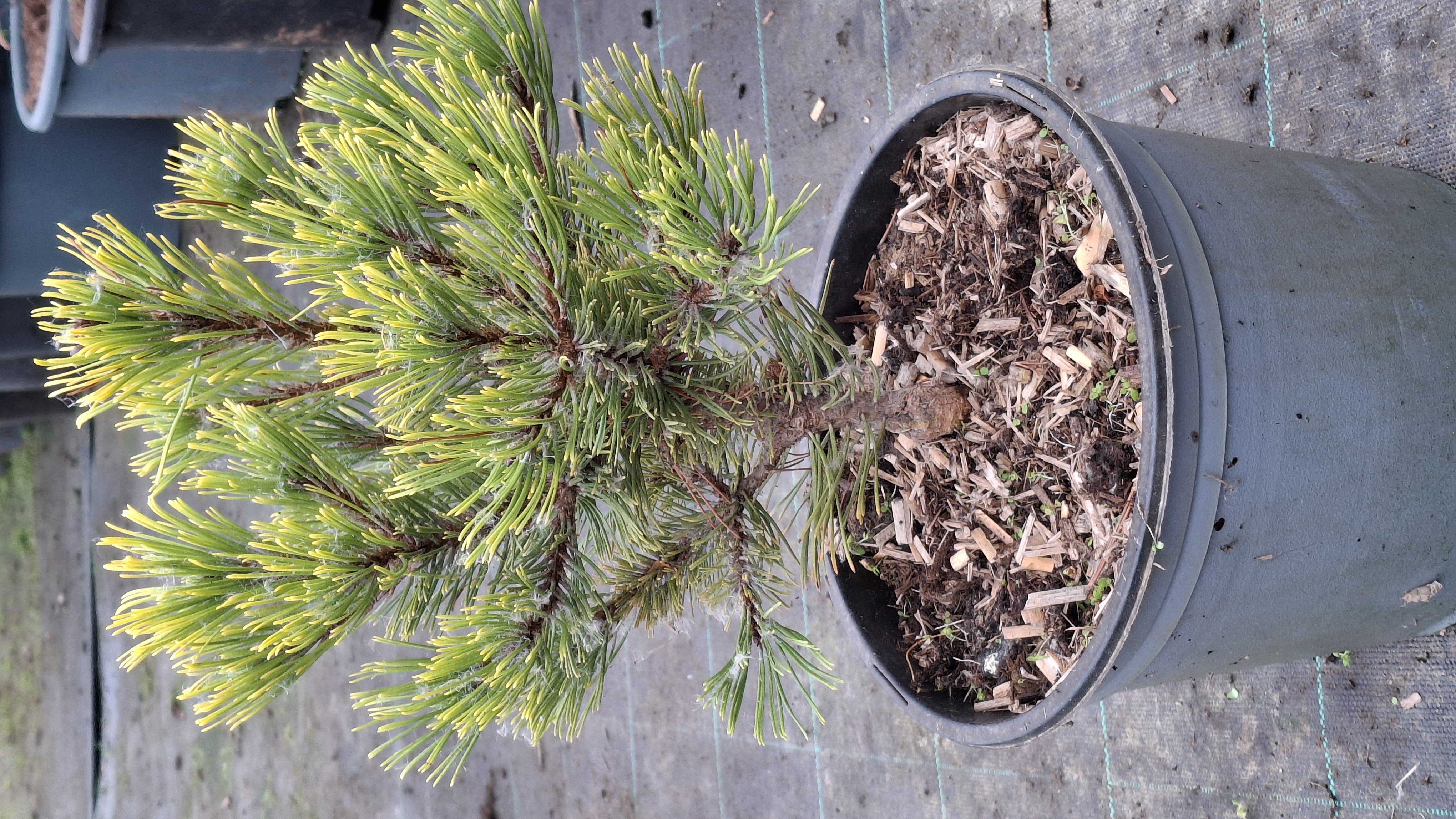 Pinus mugo Winter Gold en pot de 5 litres