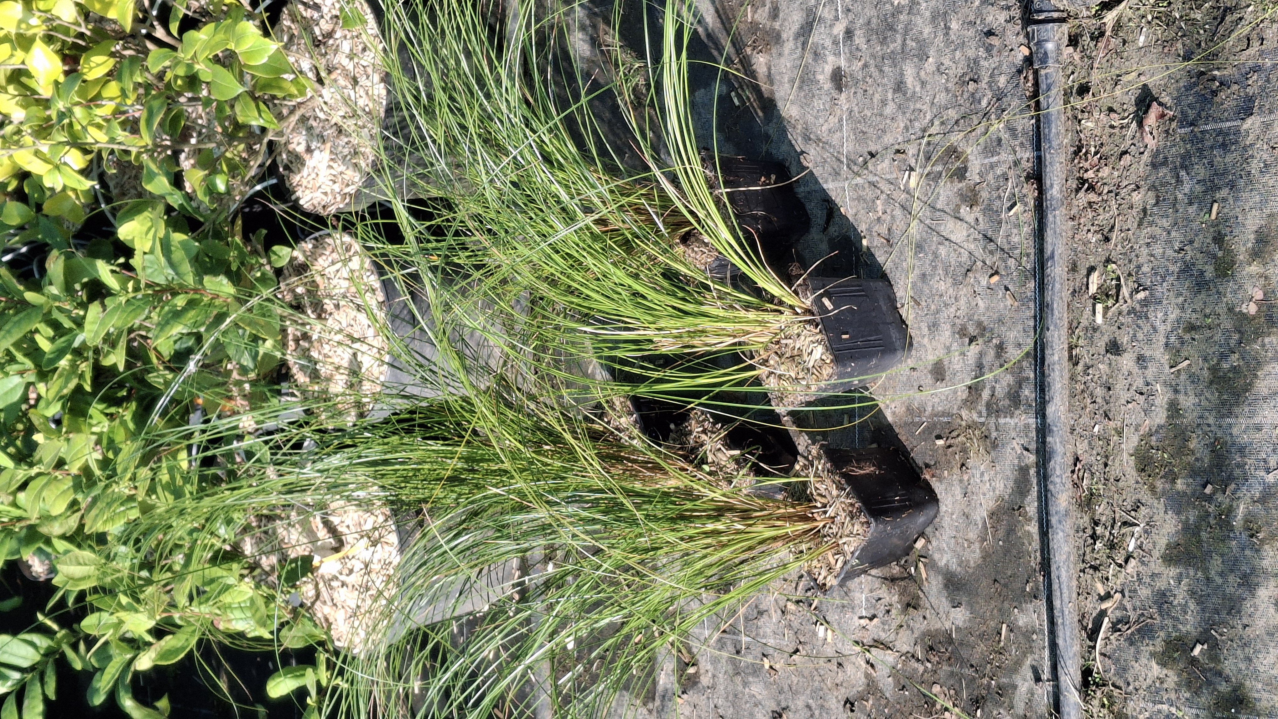 Carex testacea 'Prairie Fire' en godets