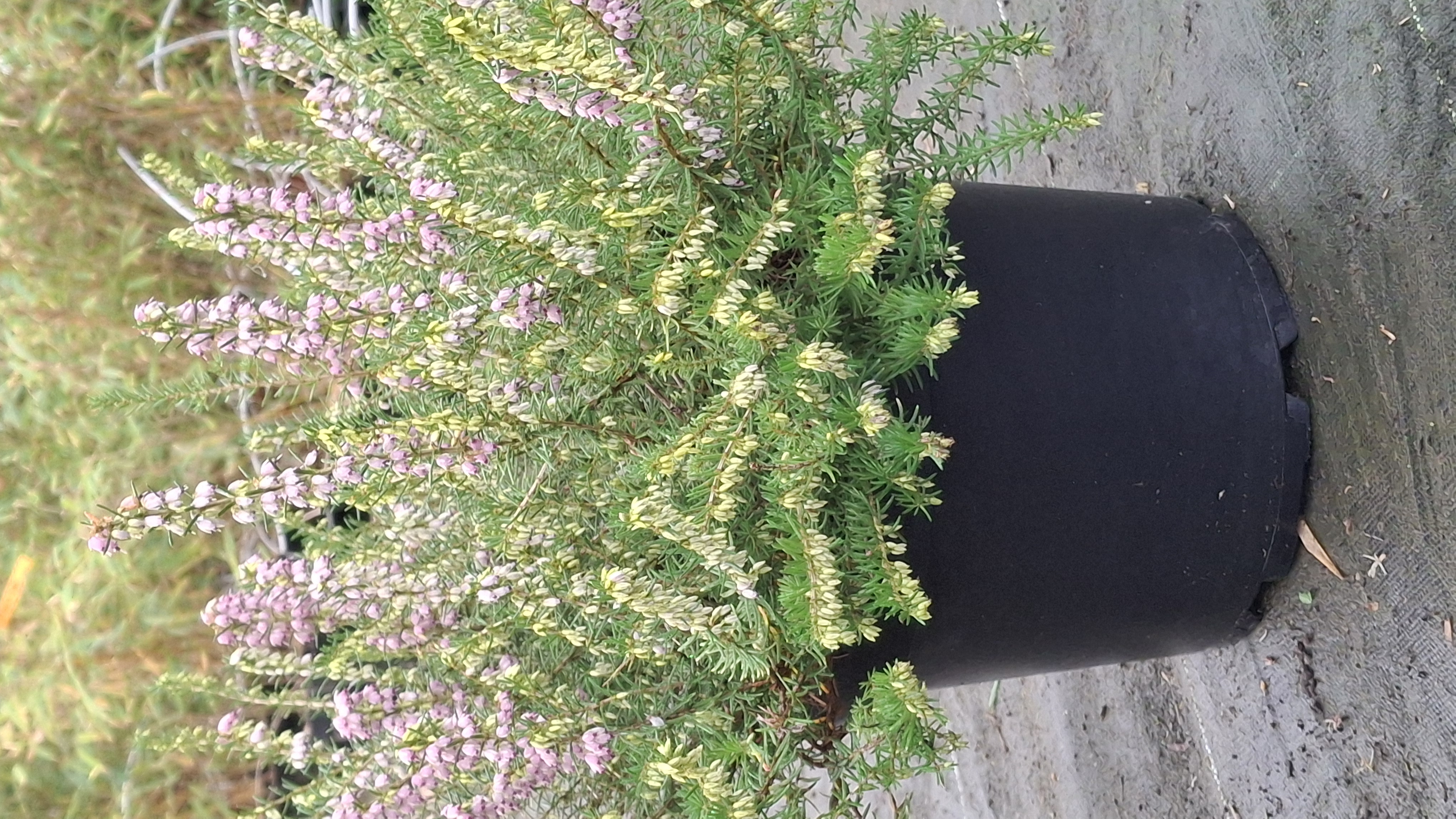 Bruyère d'hiver - Erica darleyensis Darley Dale en pot de 5 litres