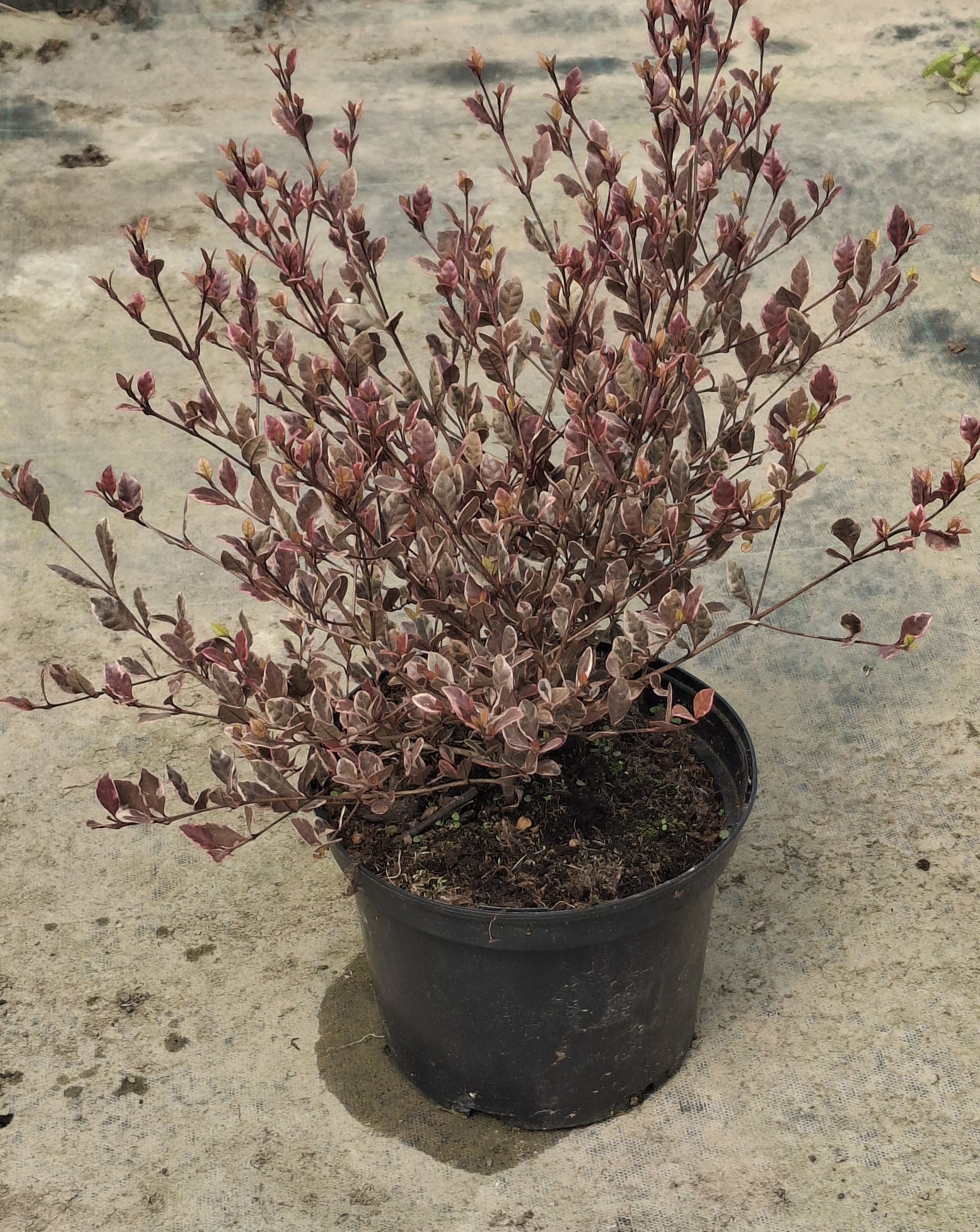 Lophomyrtus 'Golden Dragon' en pot de 3 litres
