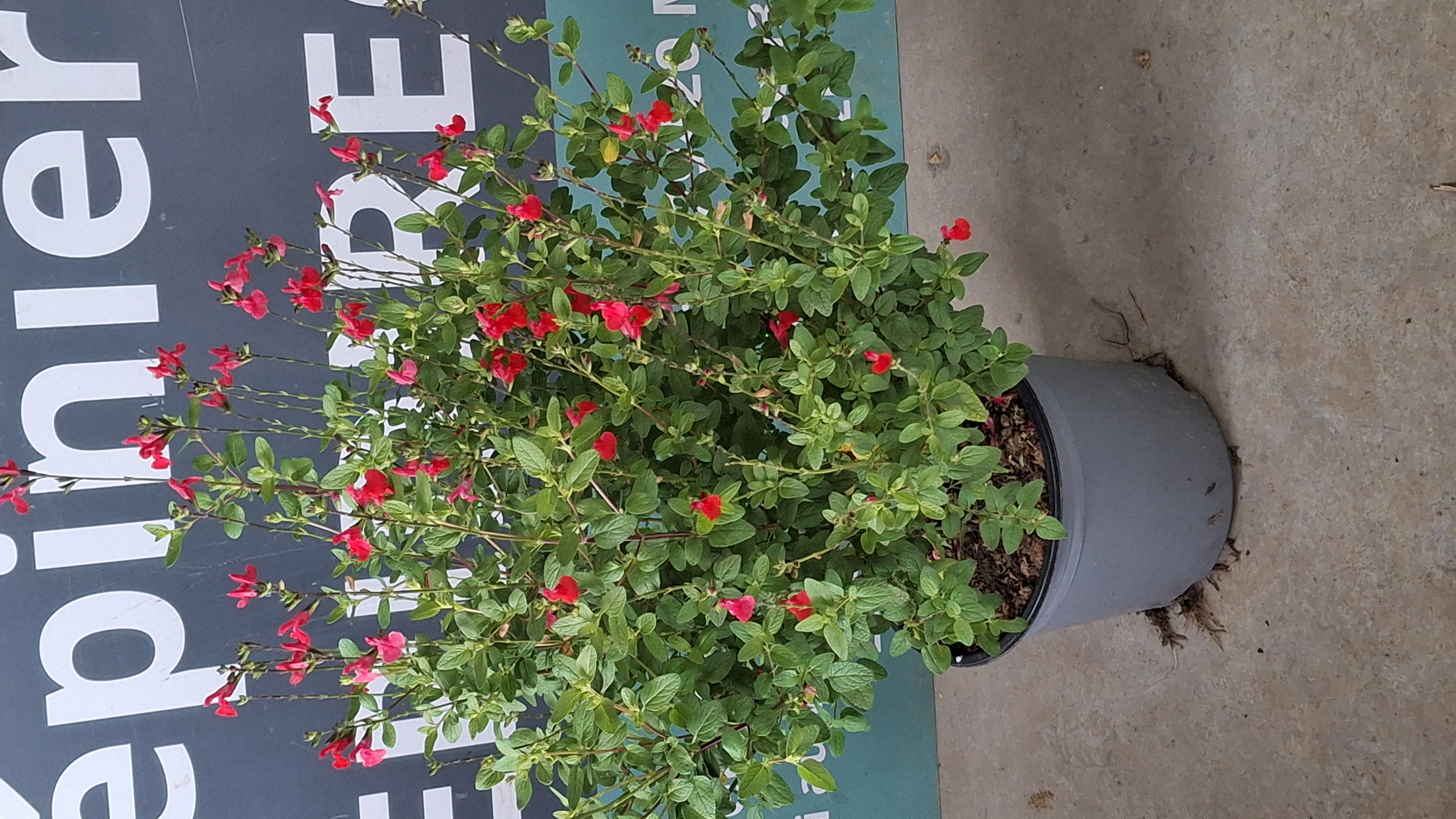 Sauge grahamii rouge en pot de 5 litres