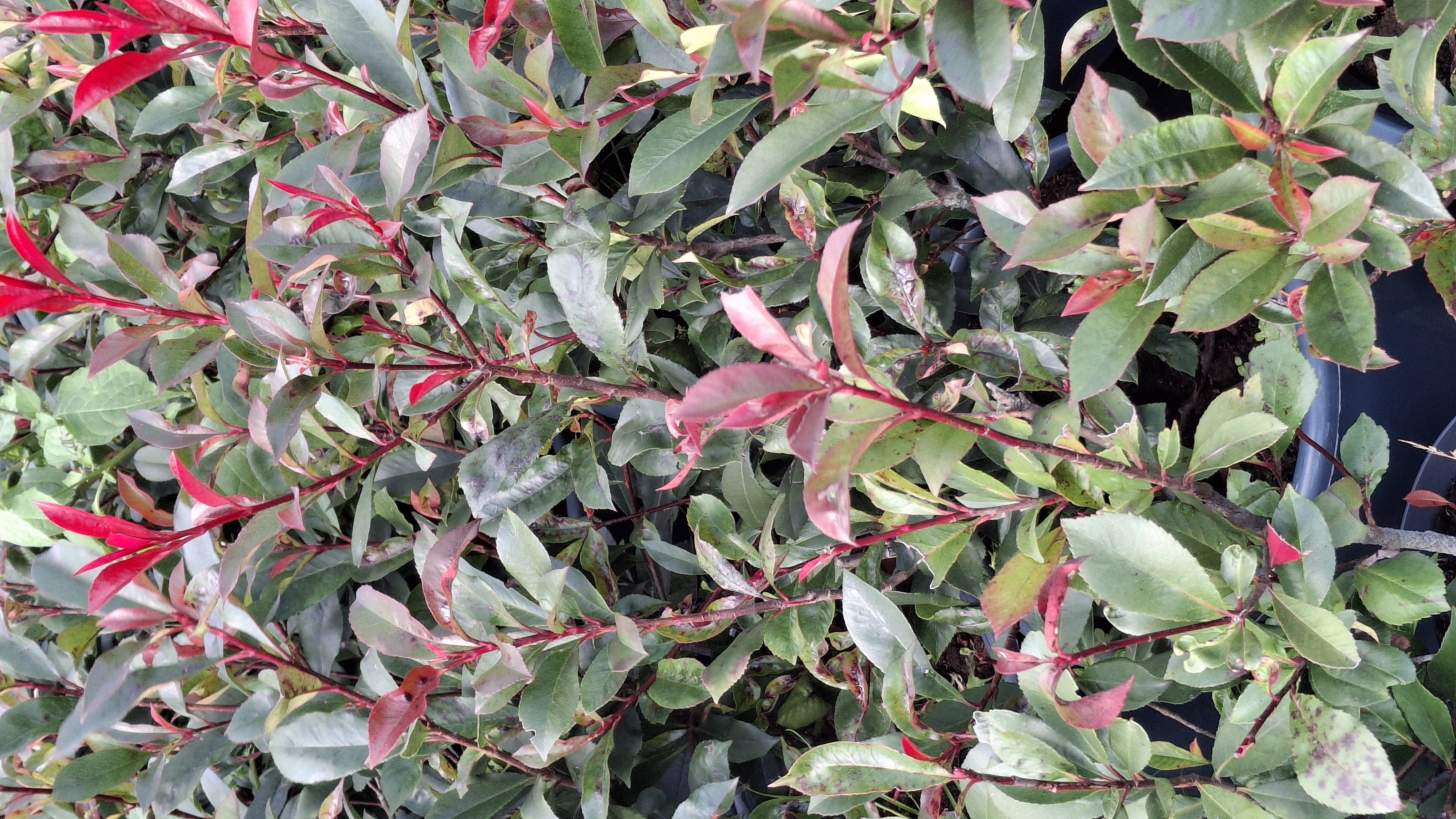Photinia Carré Rouge