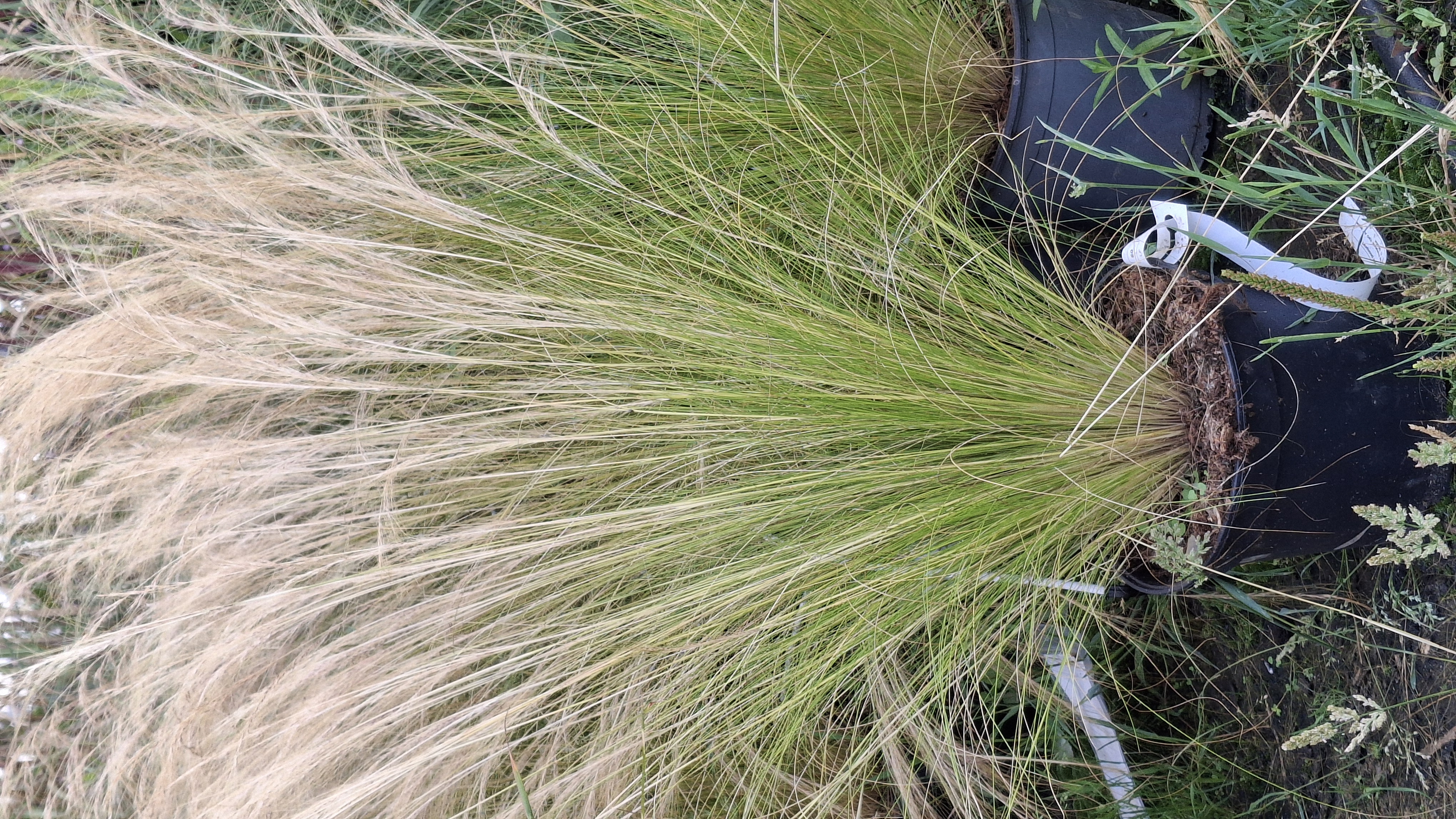 Stipa tenuissima 'Pony Tails' en pot de 3 litres