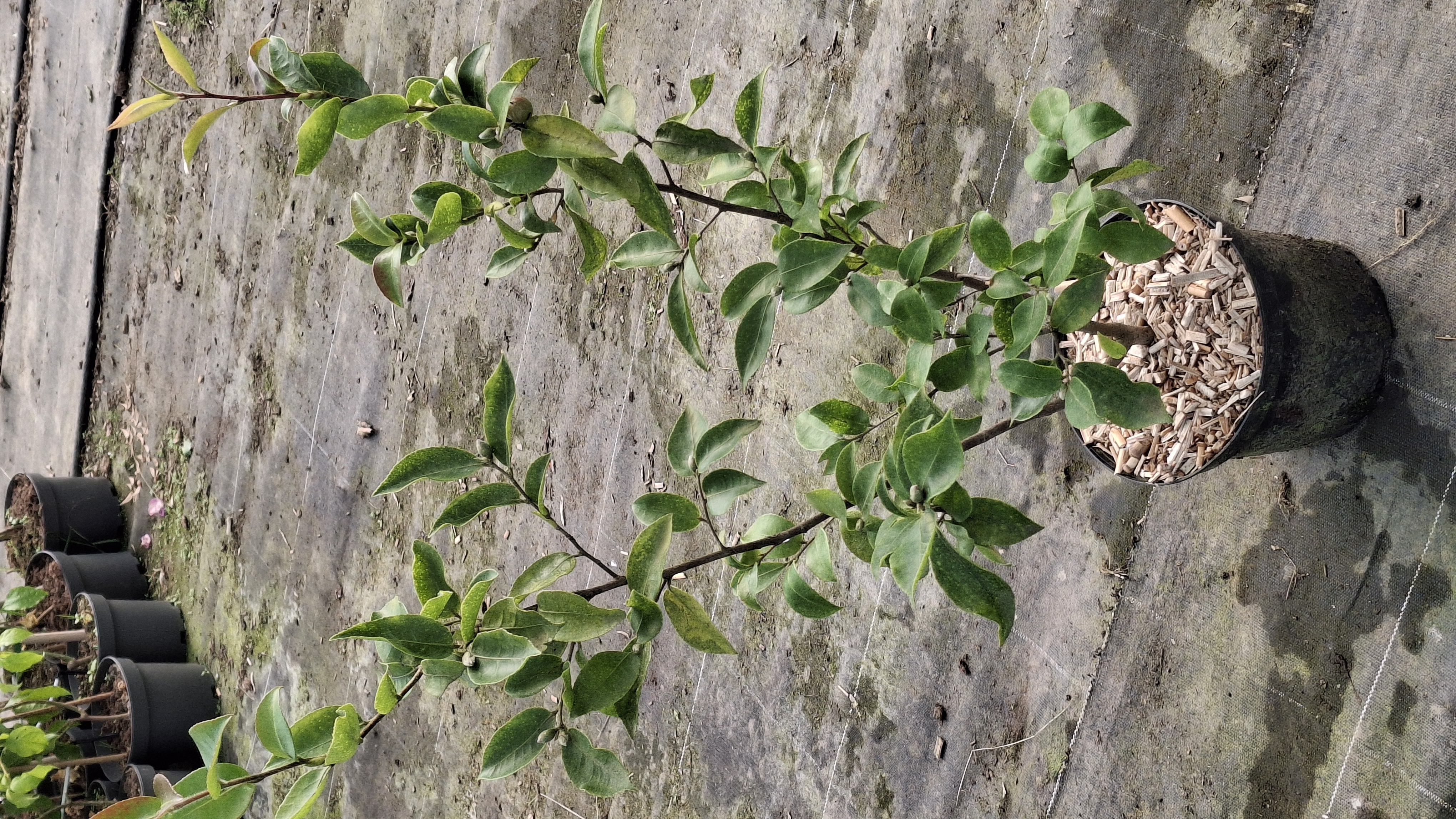 Camelia sasanqua Yoimachi en pot de 5 litres
