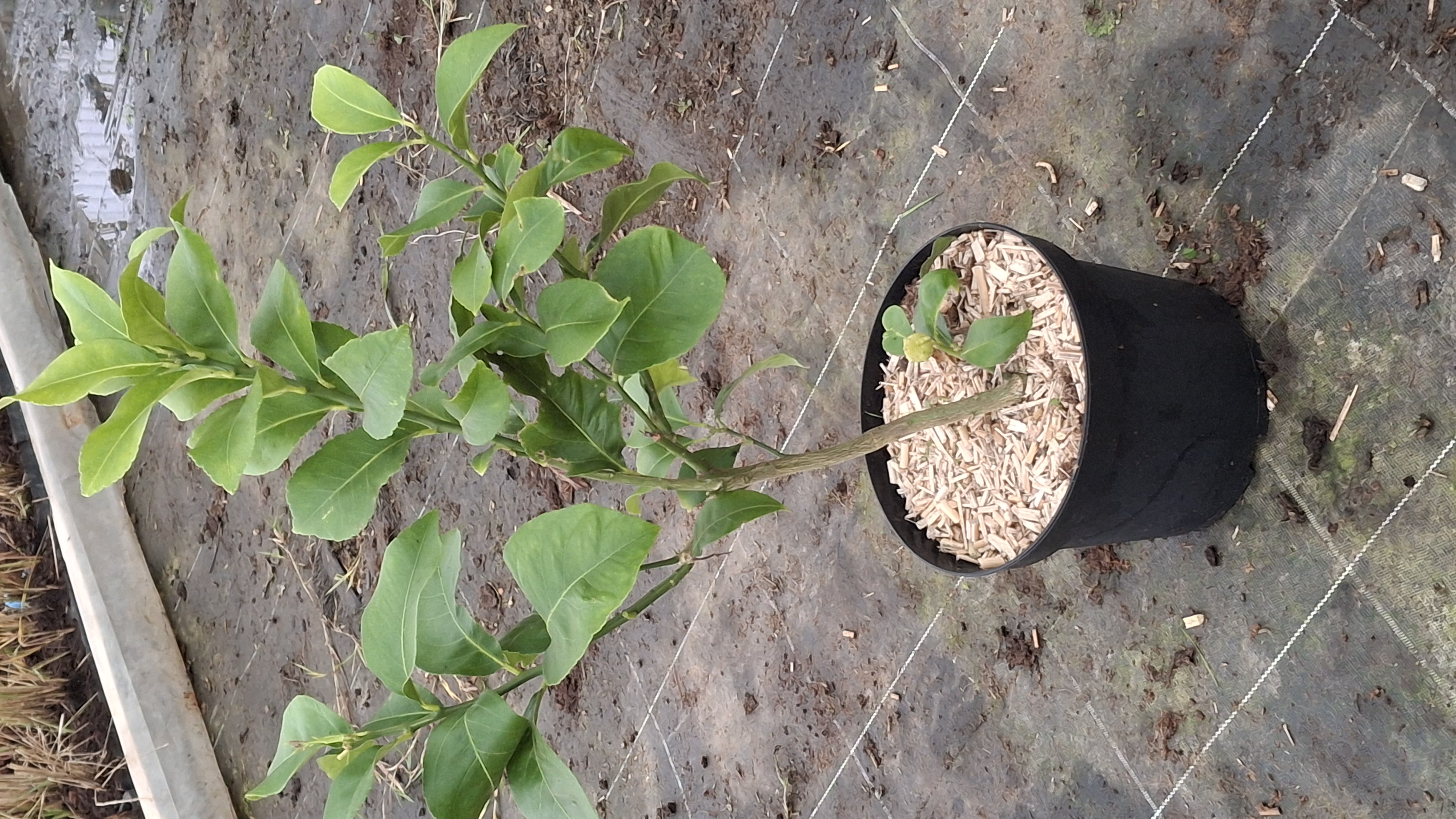 Citronnier 4 Saisons en pot de 7,5 litres