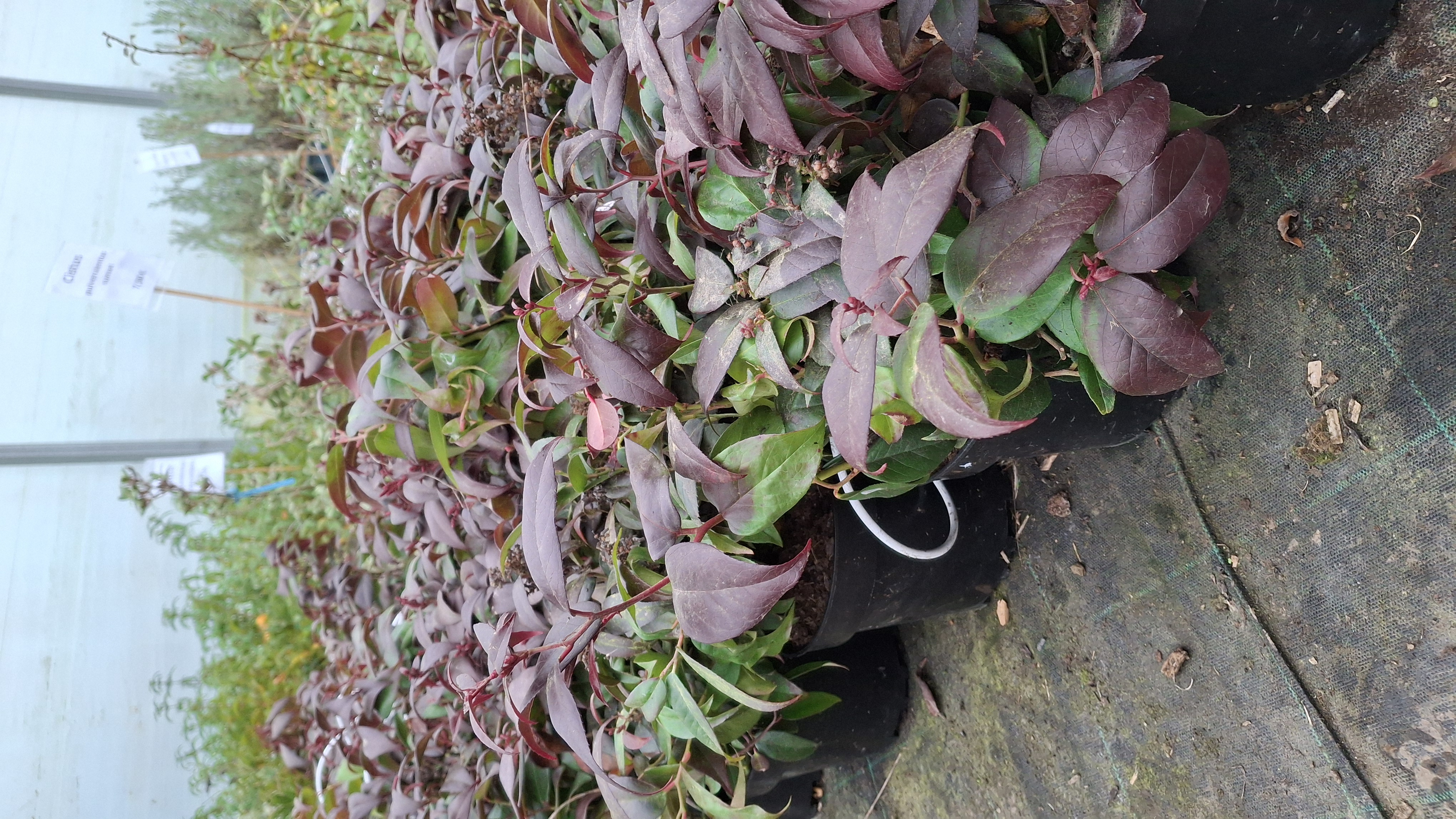 Leucothoe fontesiana Dark Diamond en pot de 3 litres