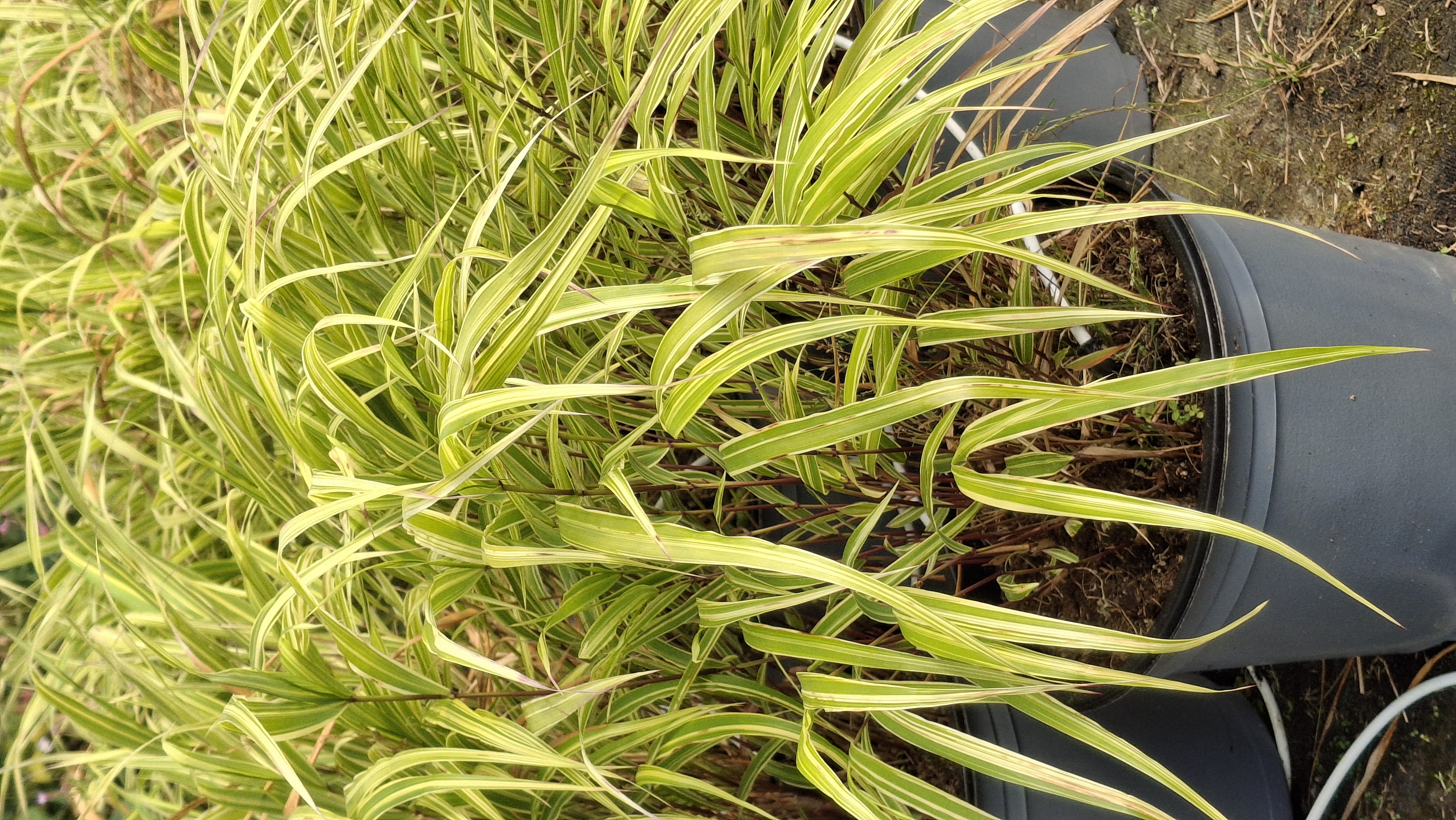 Hakonechloa macra en pot de 5 litres