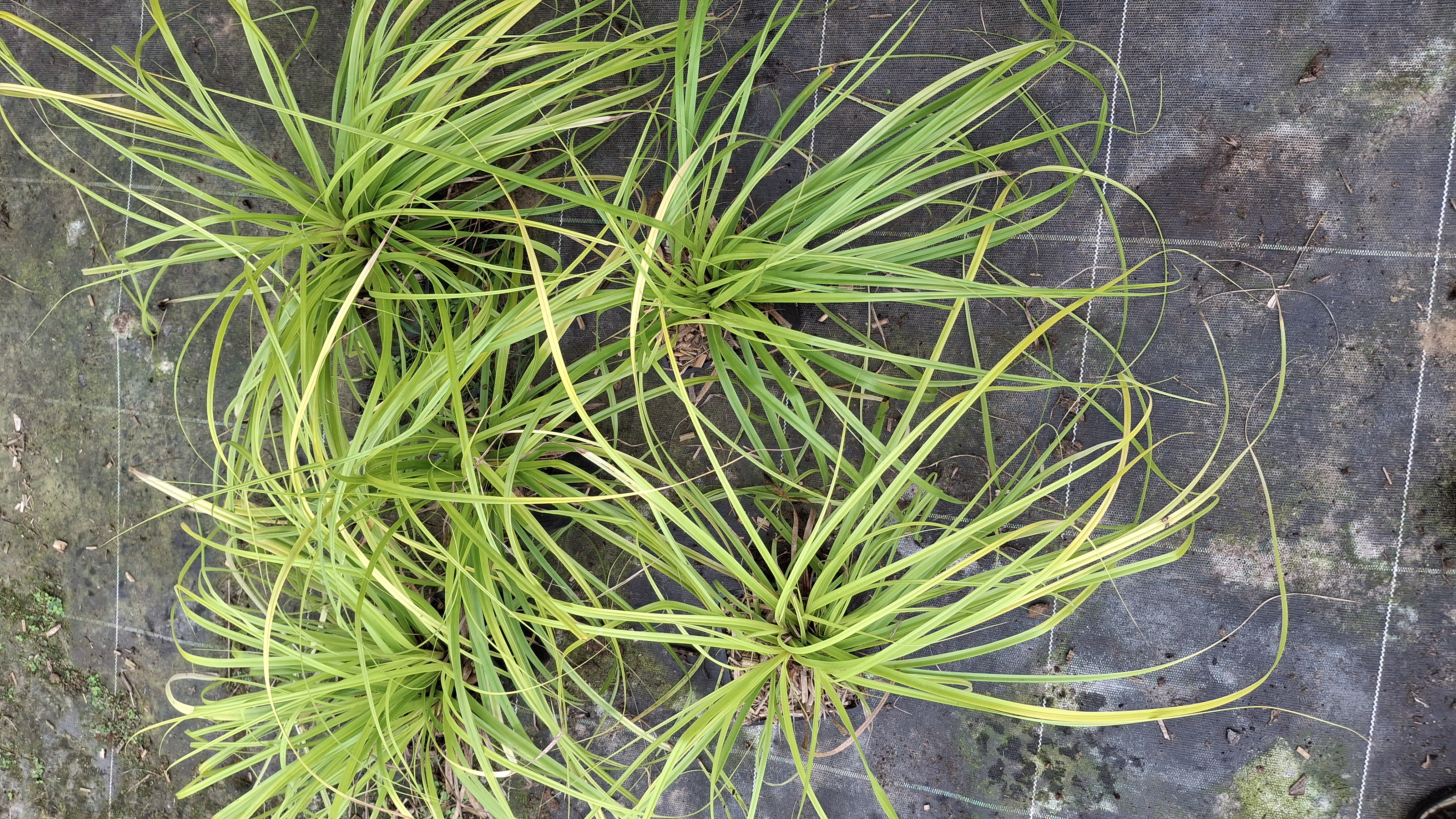 Carex oshimensis 'Everillo' en godets.
