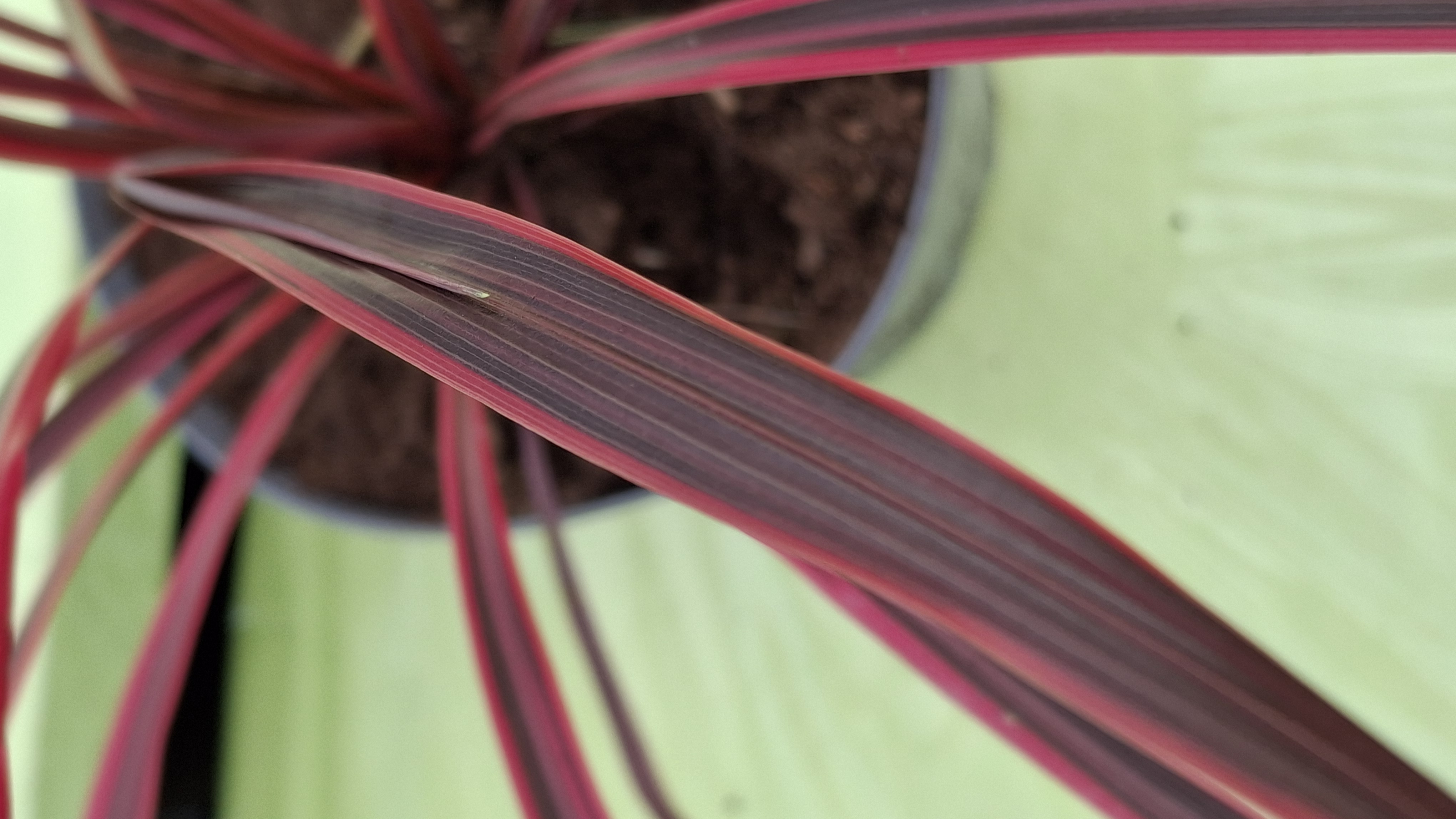 Cordyline 'Festival Raspberry' en pot de 3 litres