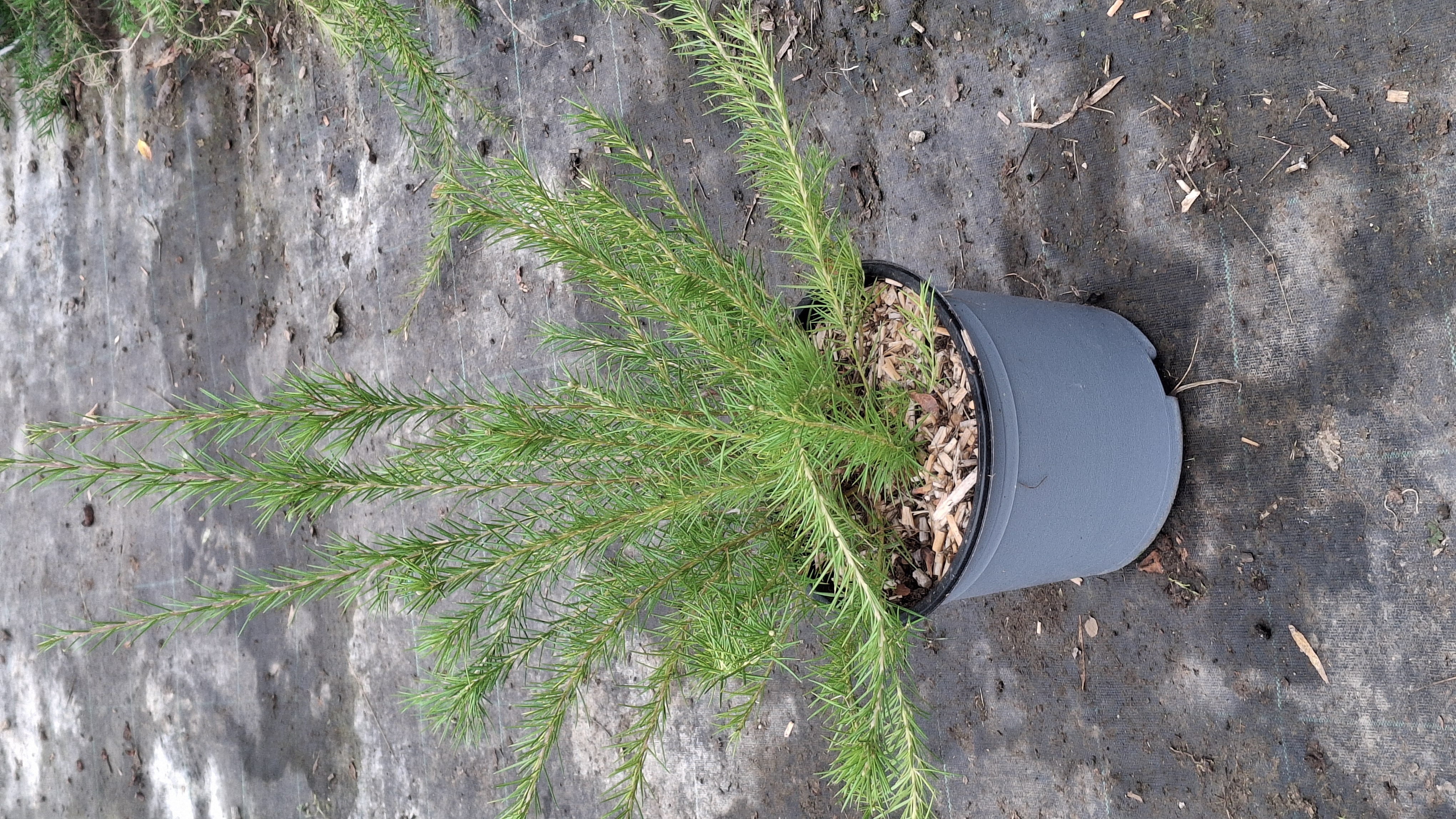 Grevillea juniperina en pot de 5 litres