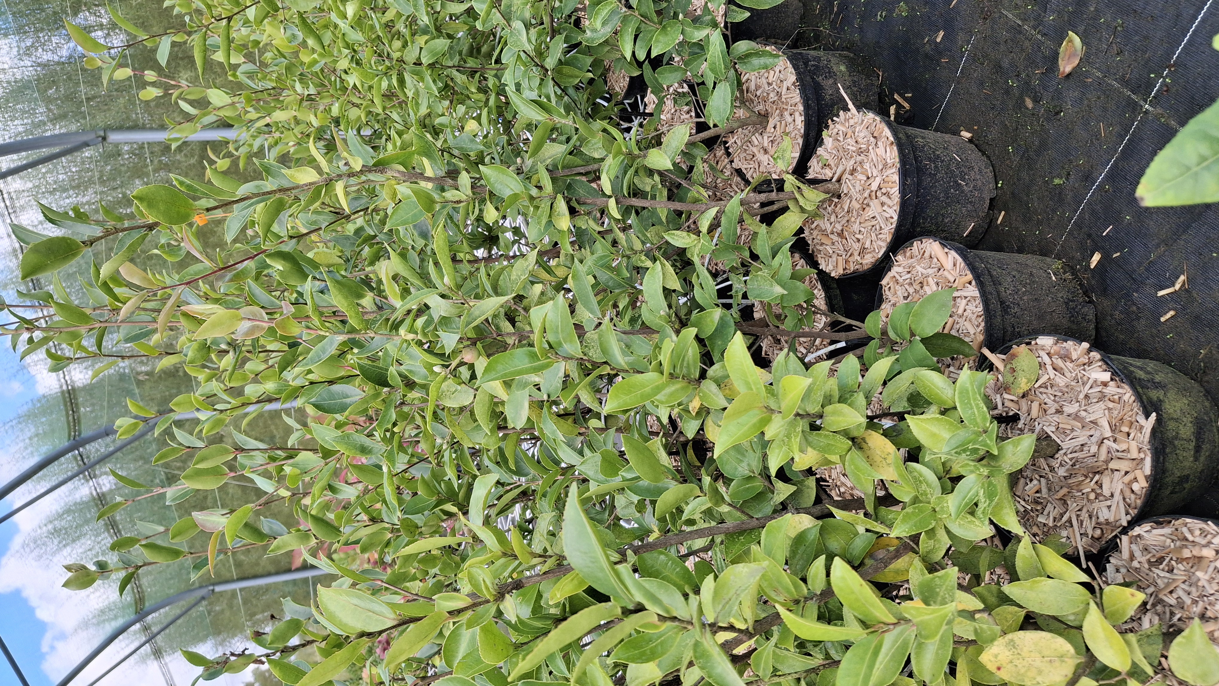 Camelia sasanqua Yoimachi en pot de 5 litres