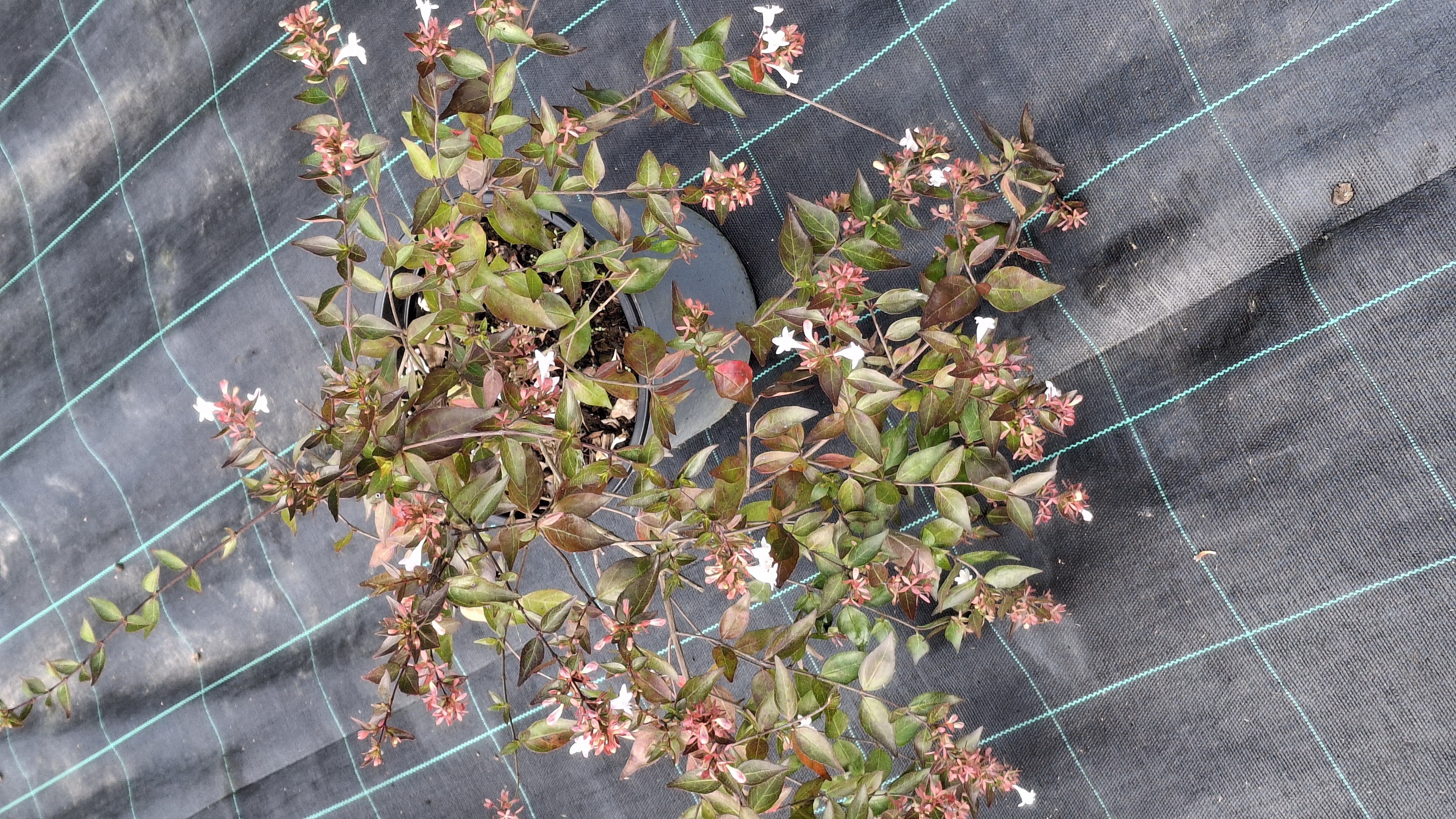 Abélia grandiflora en pot de 5 litres