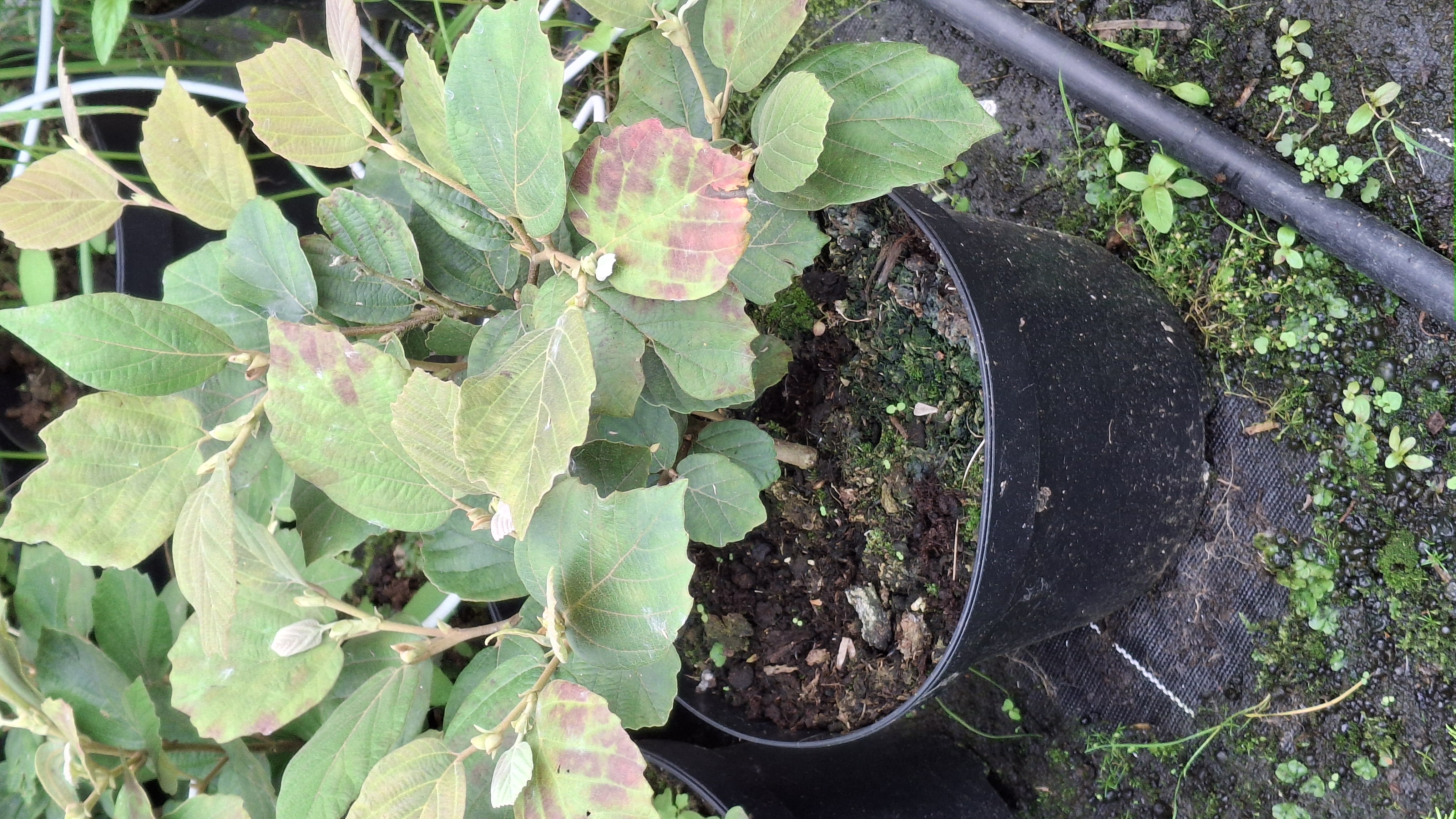 Fothergilla Mount Airy en pot de 5 litres