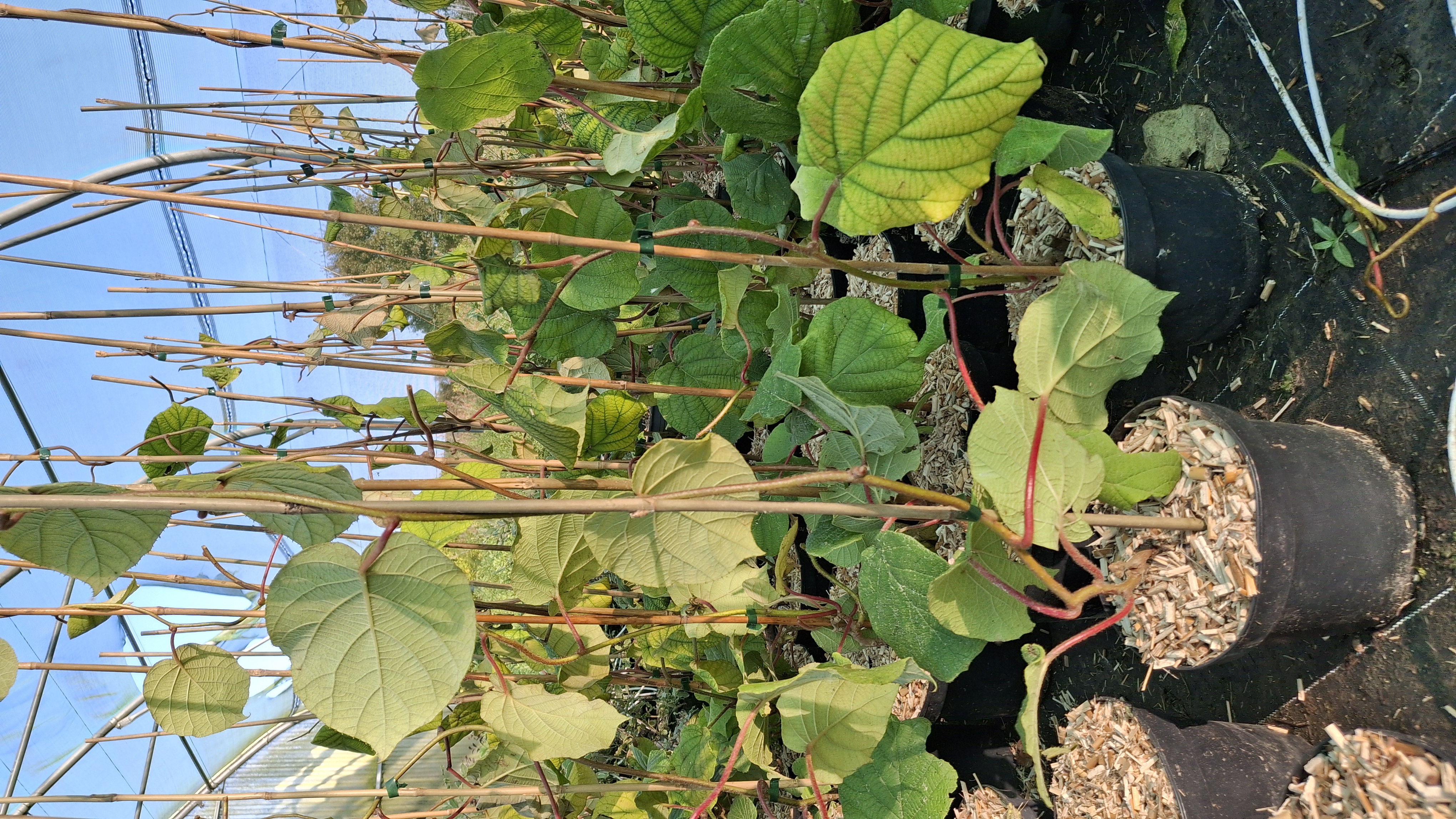 Actinidia deliciosa 'Hayward' en pot de 5 litres